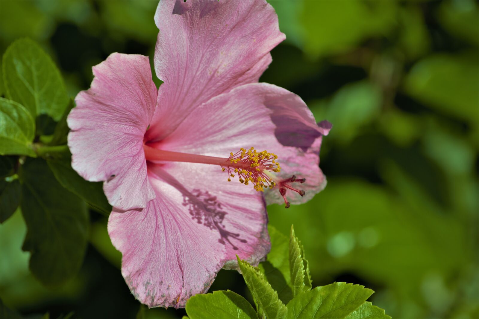 Nikon D7100 sample photo. Pink flower, large, pistil photography