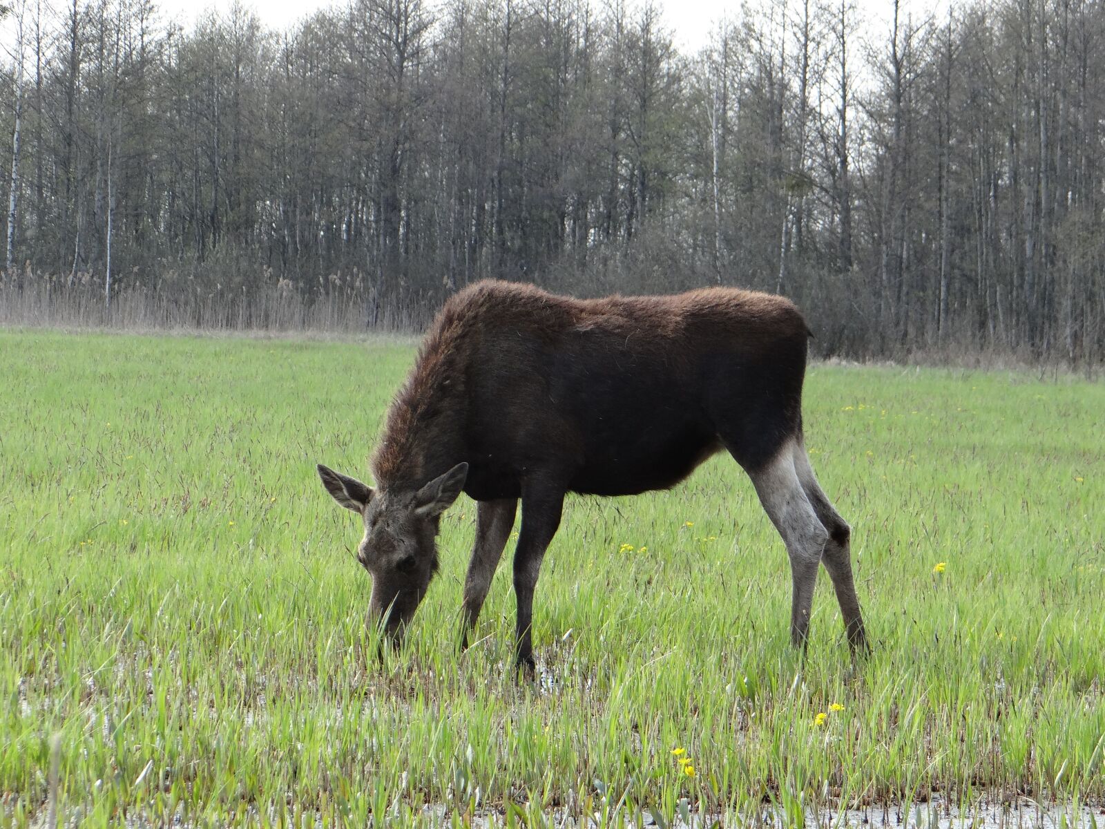 Sony DSC-HX200V sample photo. Moose, female, mammal photography
