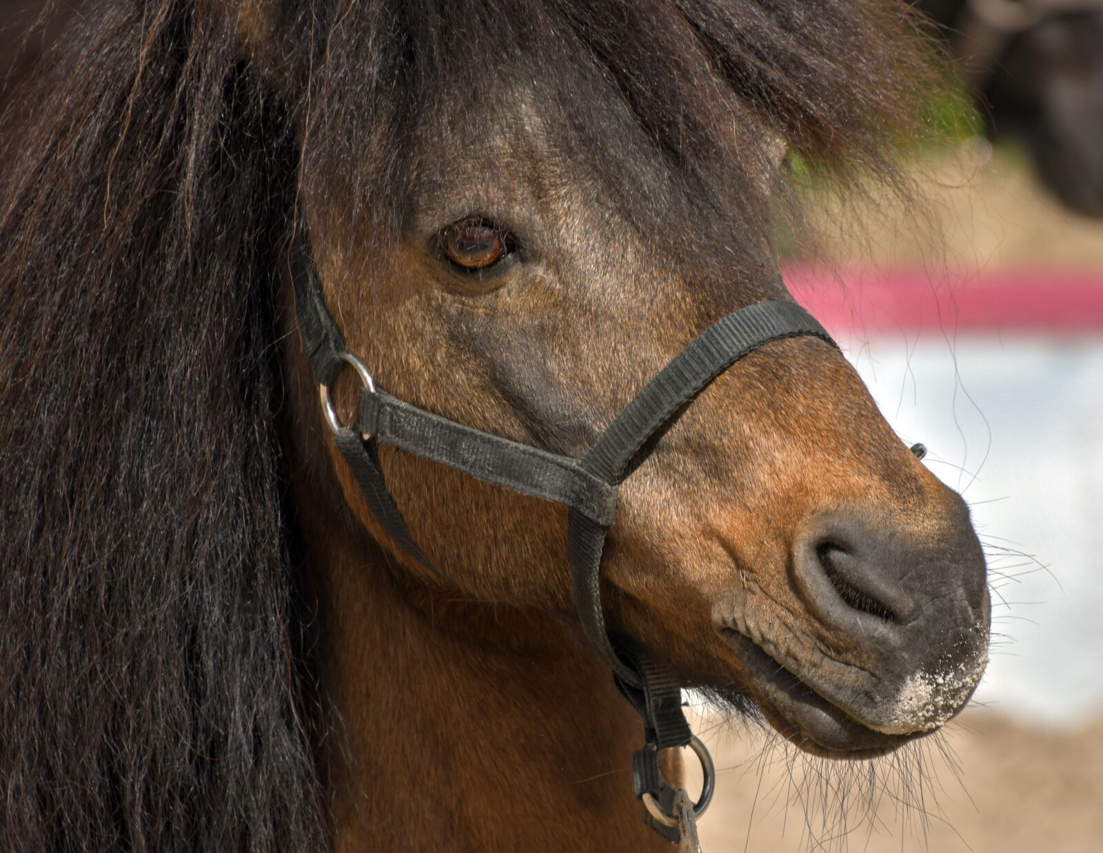 Nikon D500 sample photo. Pony, portrait, mane photography