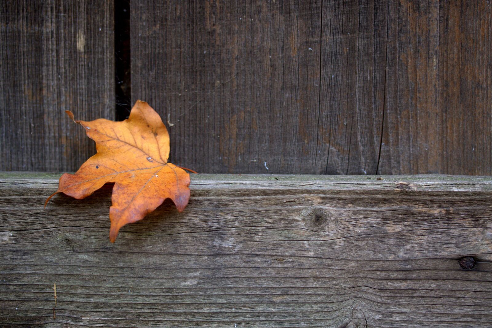 Canon EF-S 60mm F2.8 Macro USM sample photo. Leaf, coloring, autumn photography