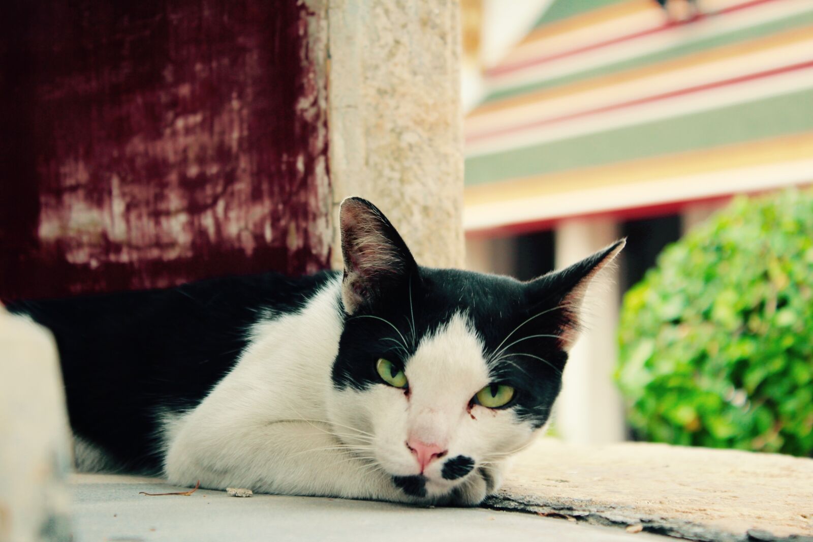 Canon EOS 600D (Rebel EOS T3i / EOS Kiss X5) sample photo. Cat, fur, purr photography