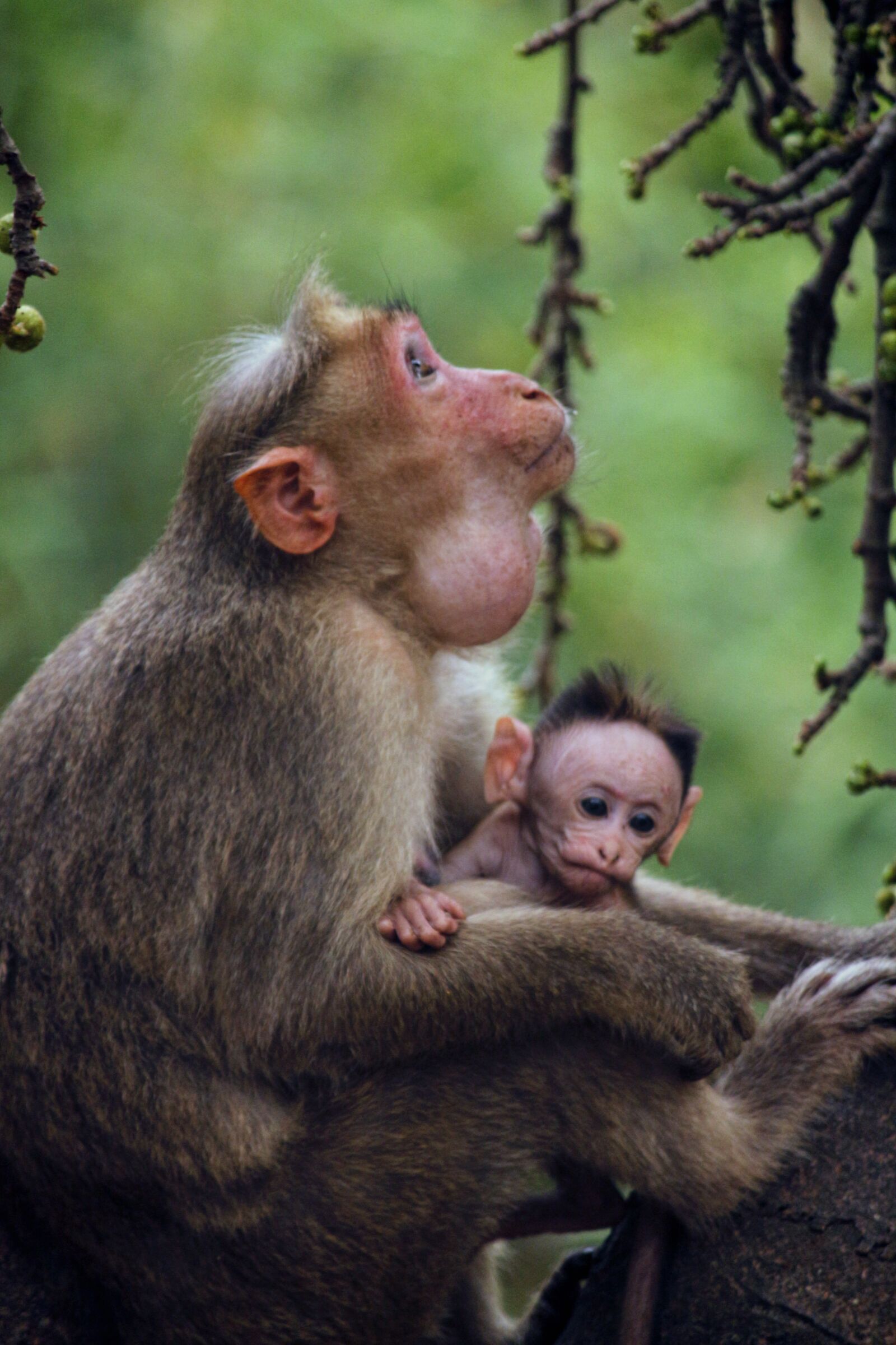 Canon EOS 700D (EOS Rebel T5i / EOS Kiss X7i) sample photo. Monkey, mother, child photography