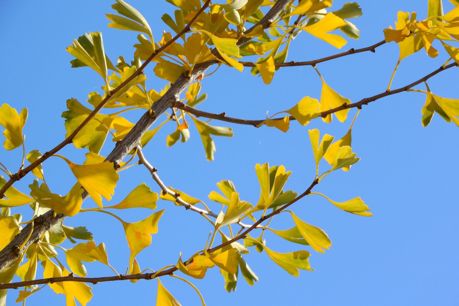 Nikon Coolpix P610 sample photo. Branch, jinan dvojlalo n photography