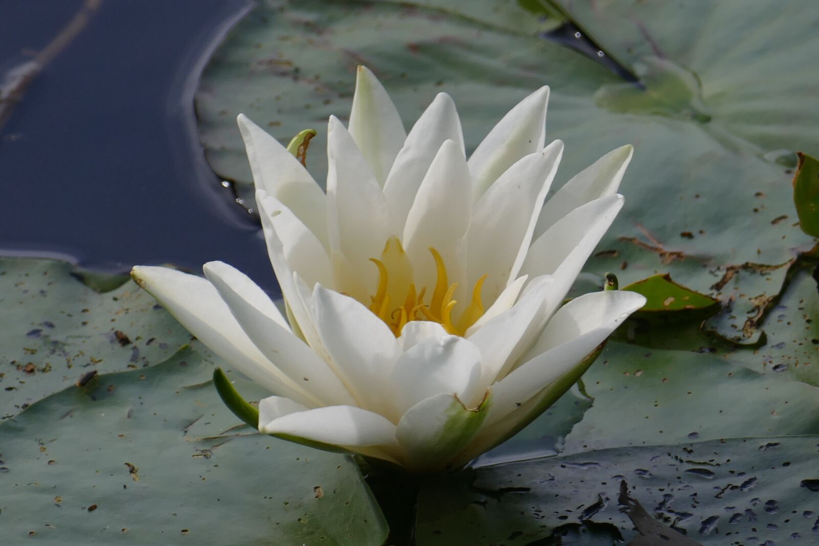 Panasonic Lumix DMC-FZ1000 sample photo. Water lily, close up photography