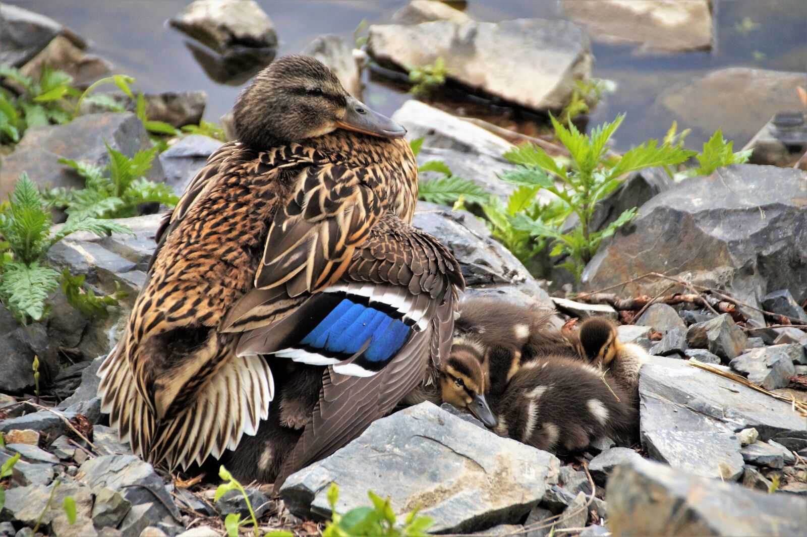 Sony SLT-A58 sample photo. Duck, wild, mother photography