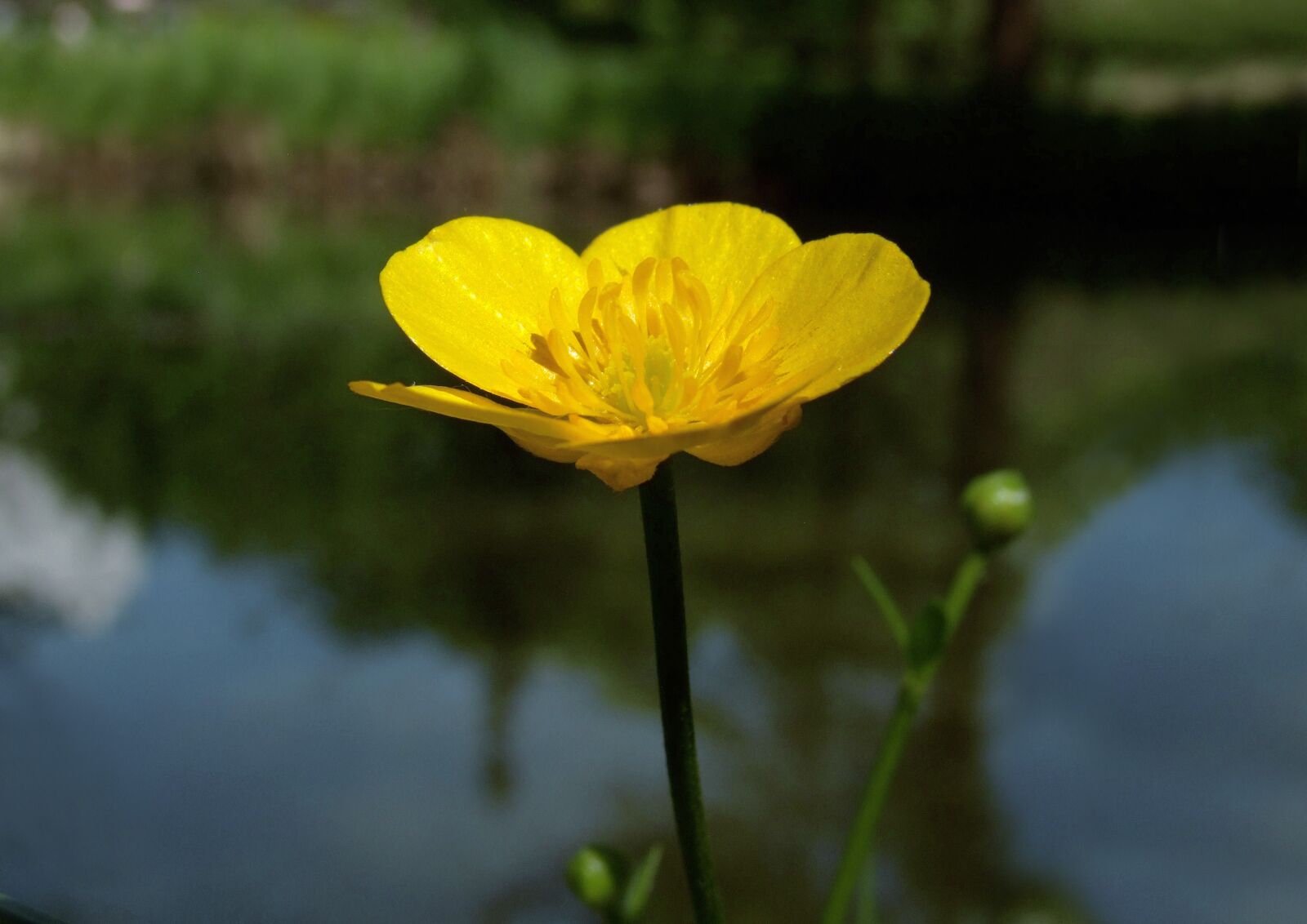 Fujifilm FinePix S100fs sample photo. Marsh marigold, yellow, flower photography