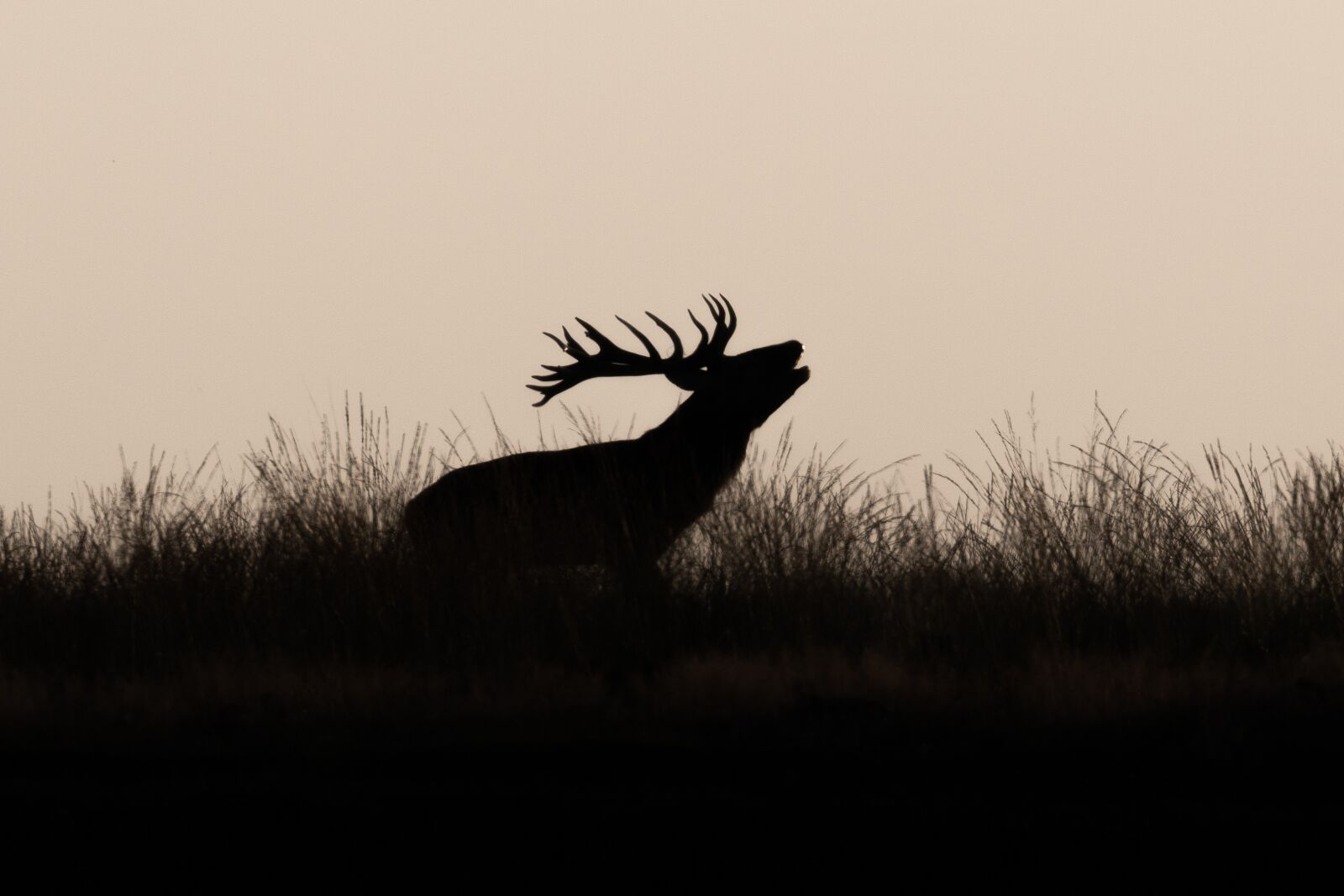 Canon EOS 7D Mark II + Canon EF 100-400mm F4.5-5.6L IS II USM sample photo. Red deer, wild, nature photography