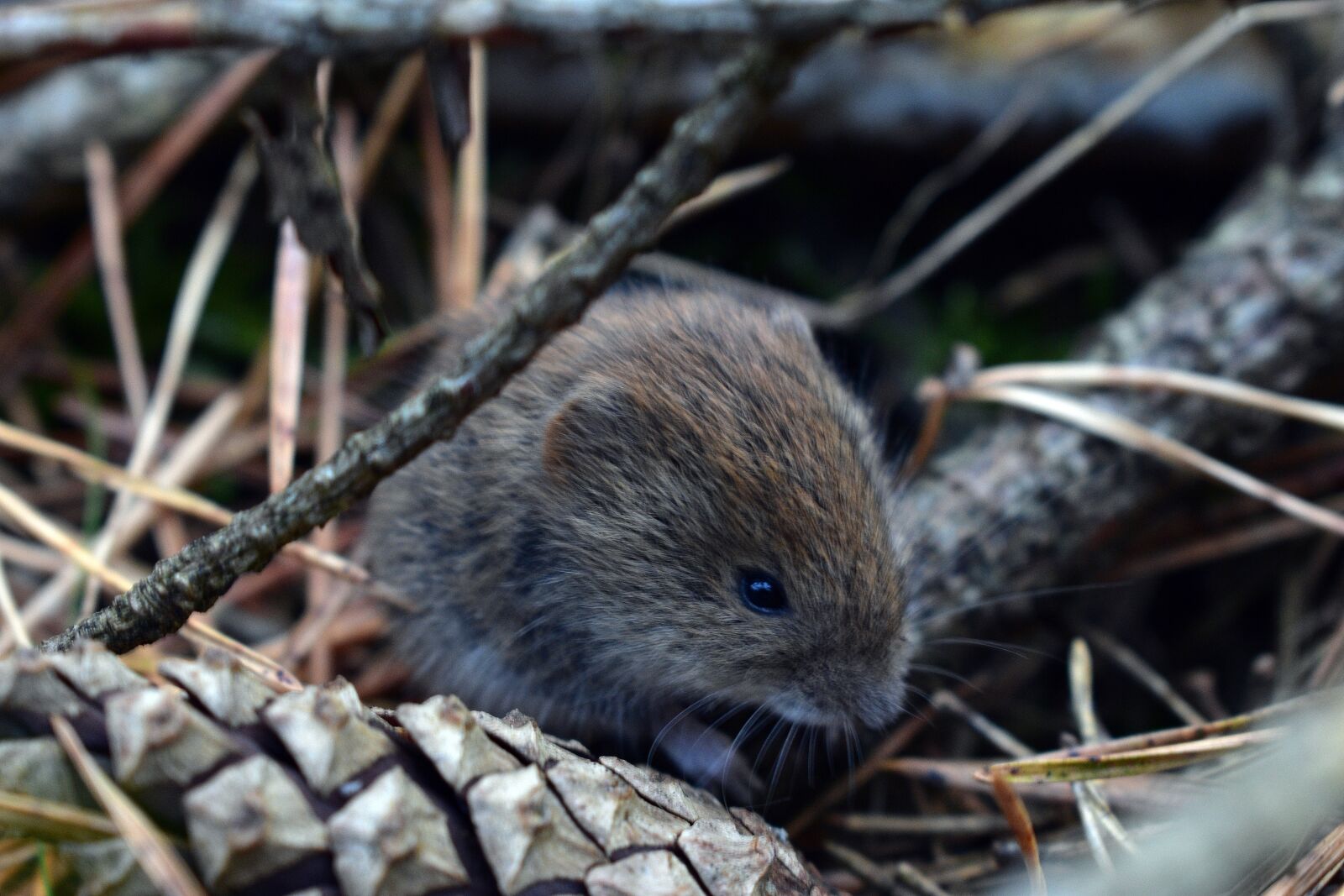 Nikon D3400 sample photo. Mouse, rodent, fur photography