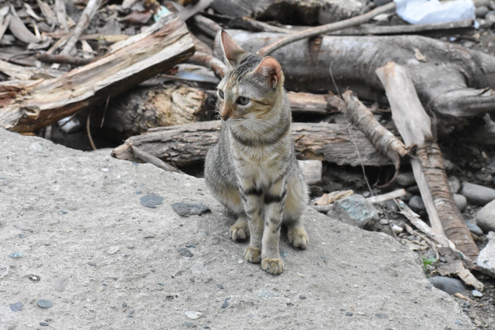 Nikon D3400 sample photo. Cat, pussycat, feline photography