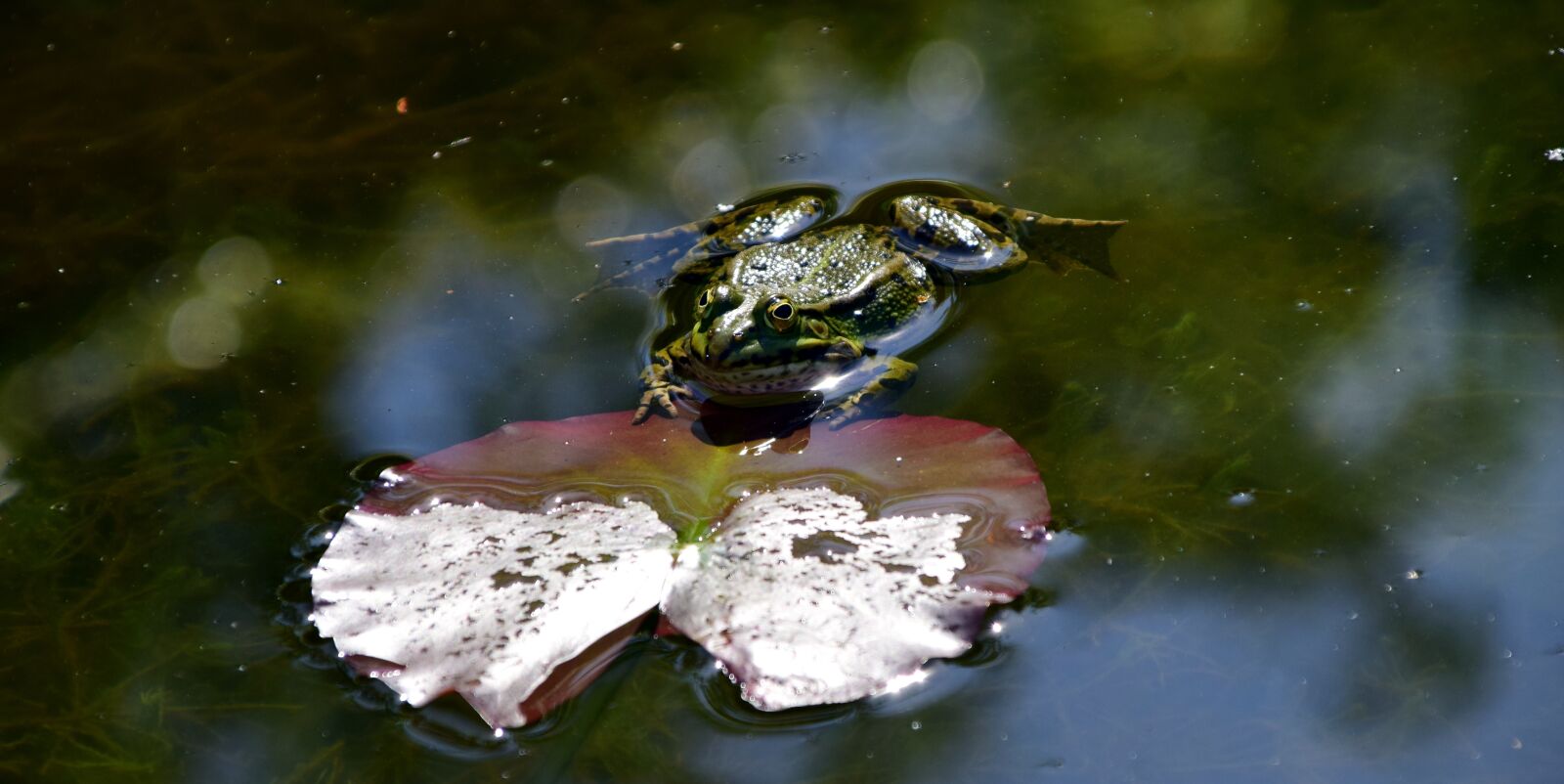 Nikon D3300 sample photo. Frog, water frog, animal photography