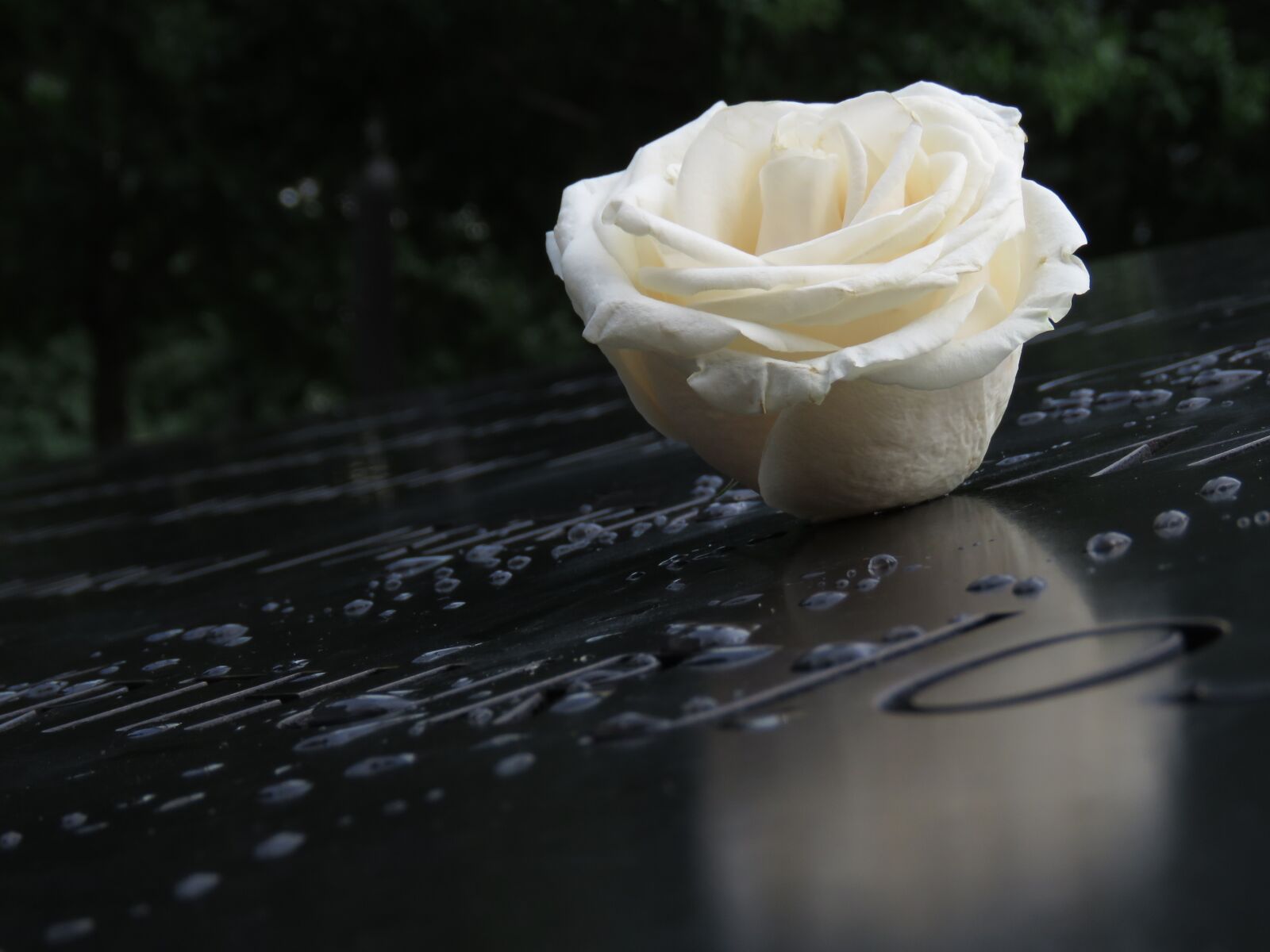 Canon PowerShot SX60 HS sample photo. Rose, white, flowers photography