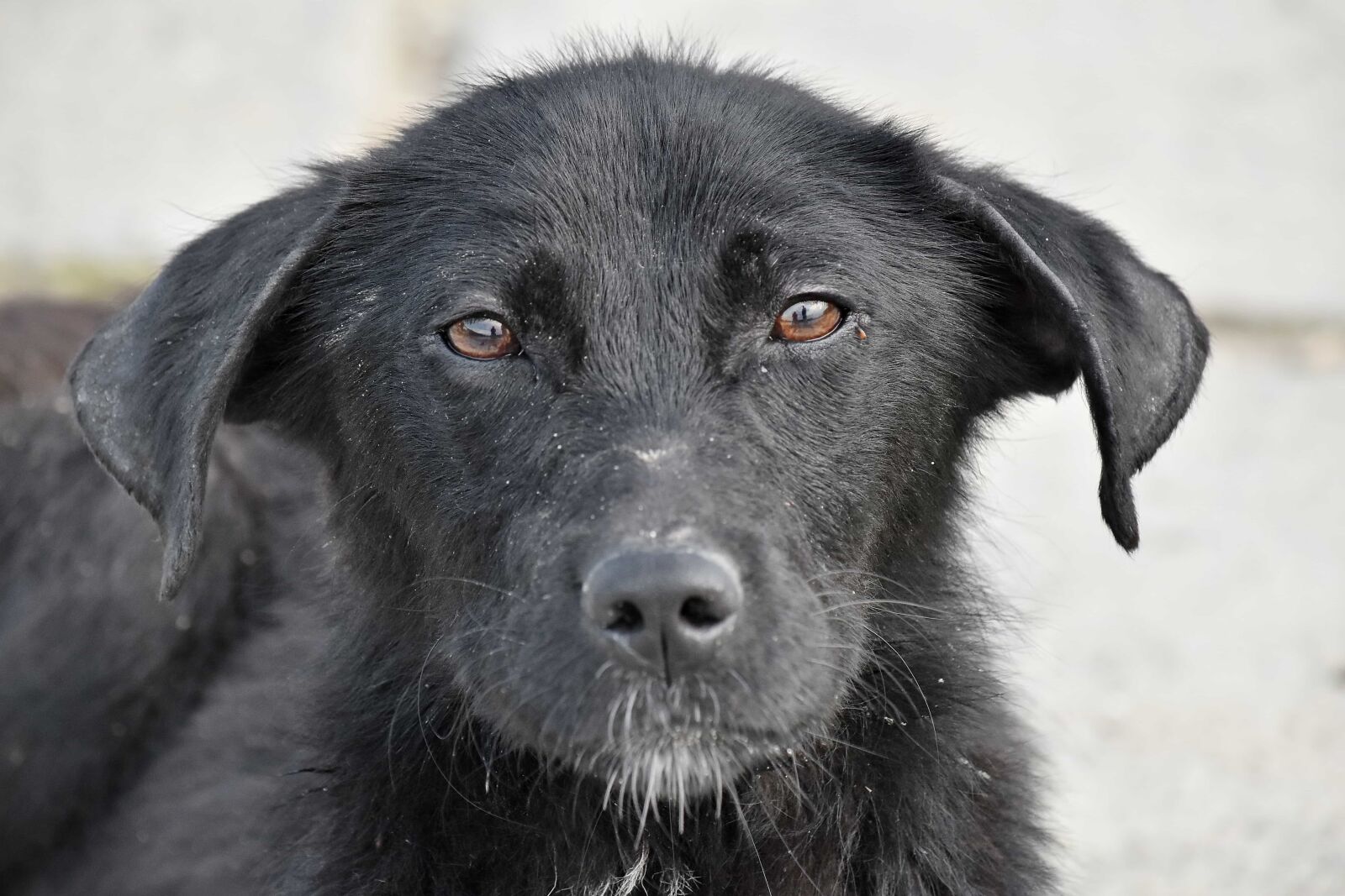 Nikon D5500 sample photo. Adorable, animal, black, dog photography