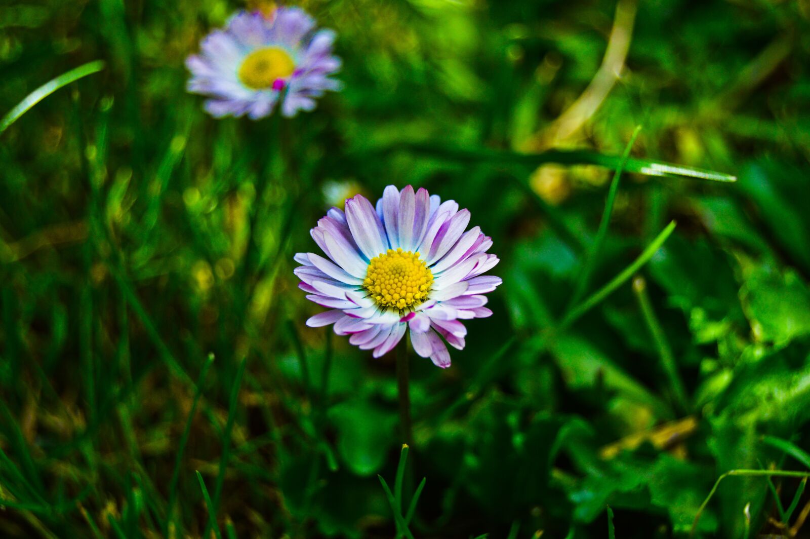 Nikon D3200 sample photo. Daisies, flowers, nature photography