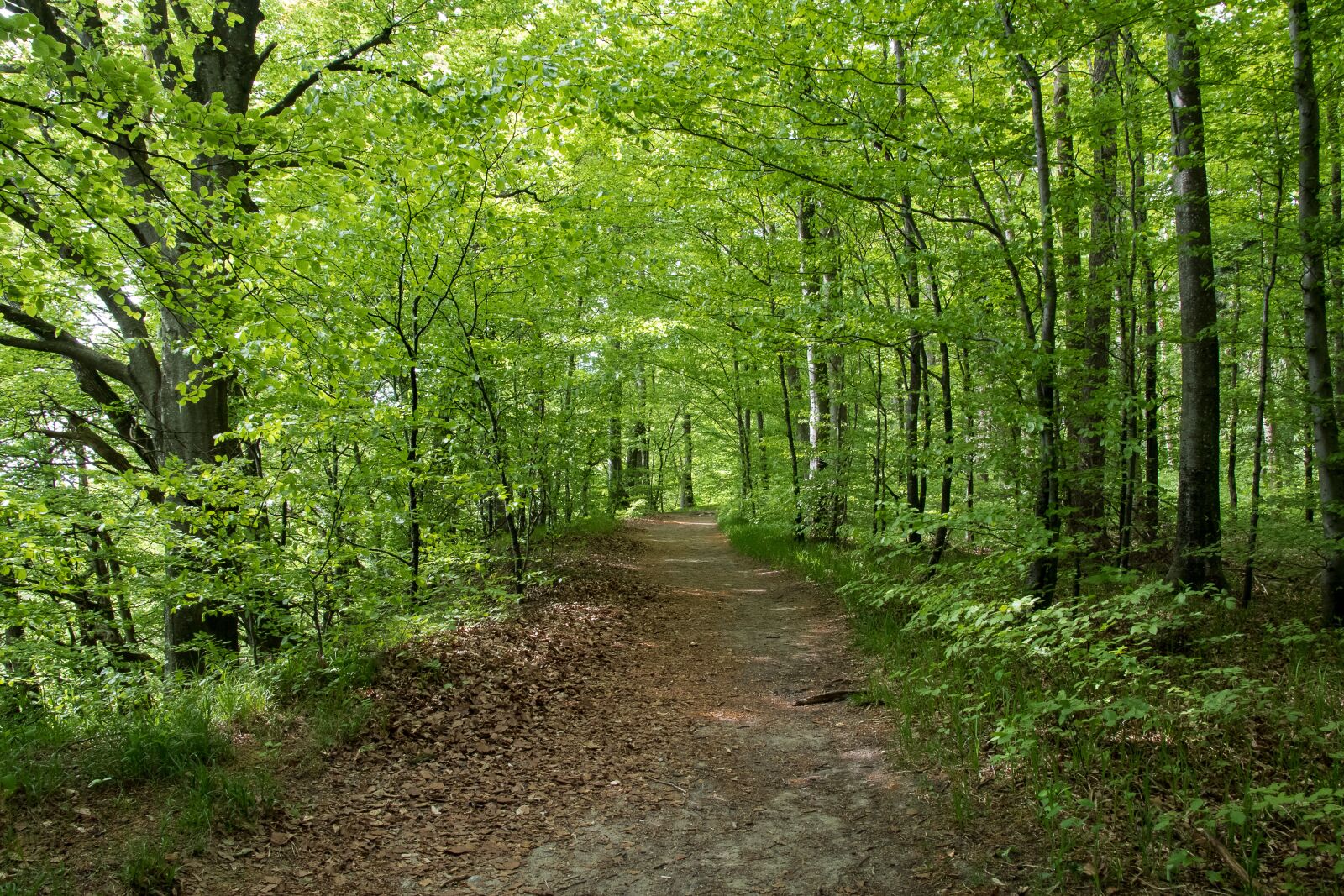 Canon EOS 80D sample photo. Deciduous forest, trees, nature photography