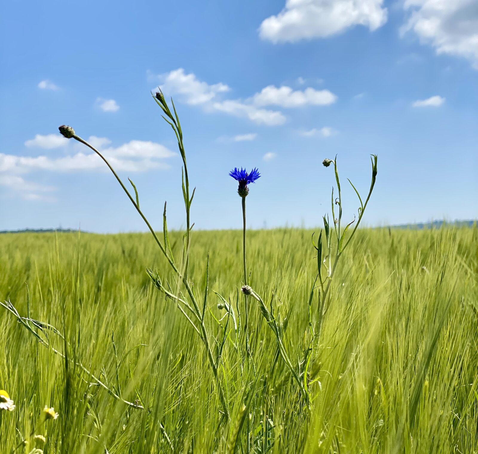 iPhone 11 Pro back triple camera 6mm f/2 sample photo. Meadow, sky, nature photography