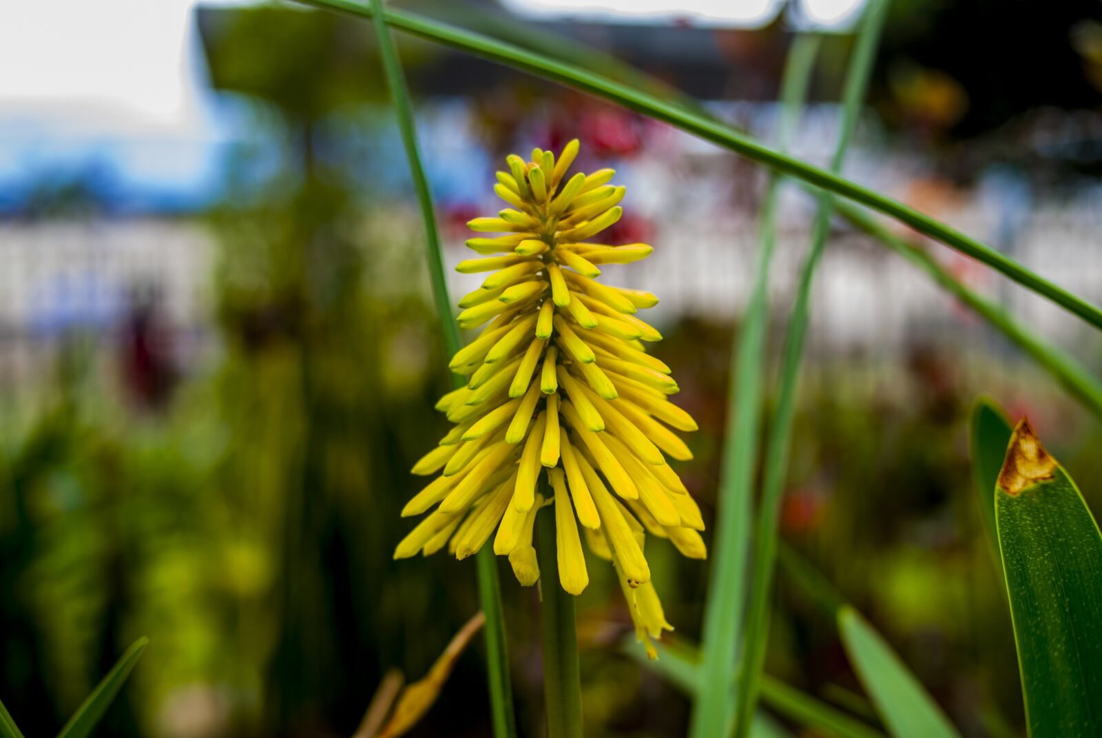 Nikon D60 sample photo. Nature, flower, garden photography