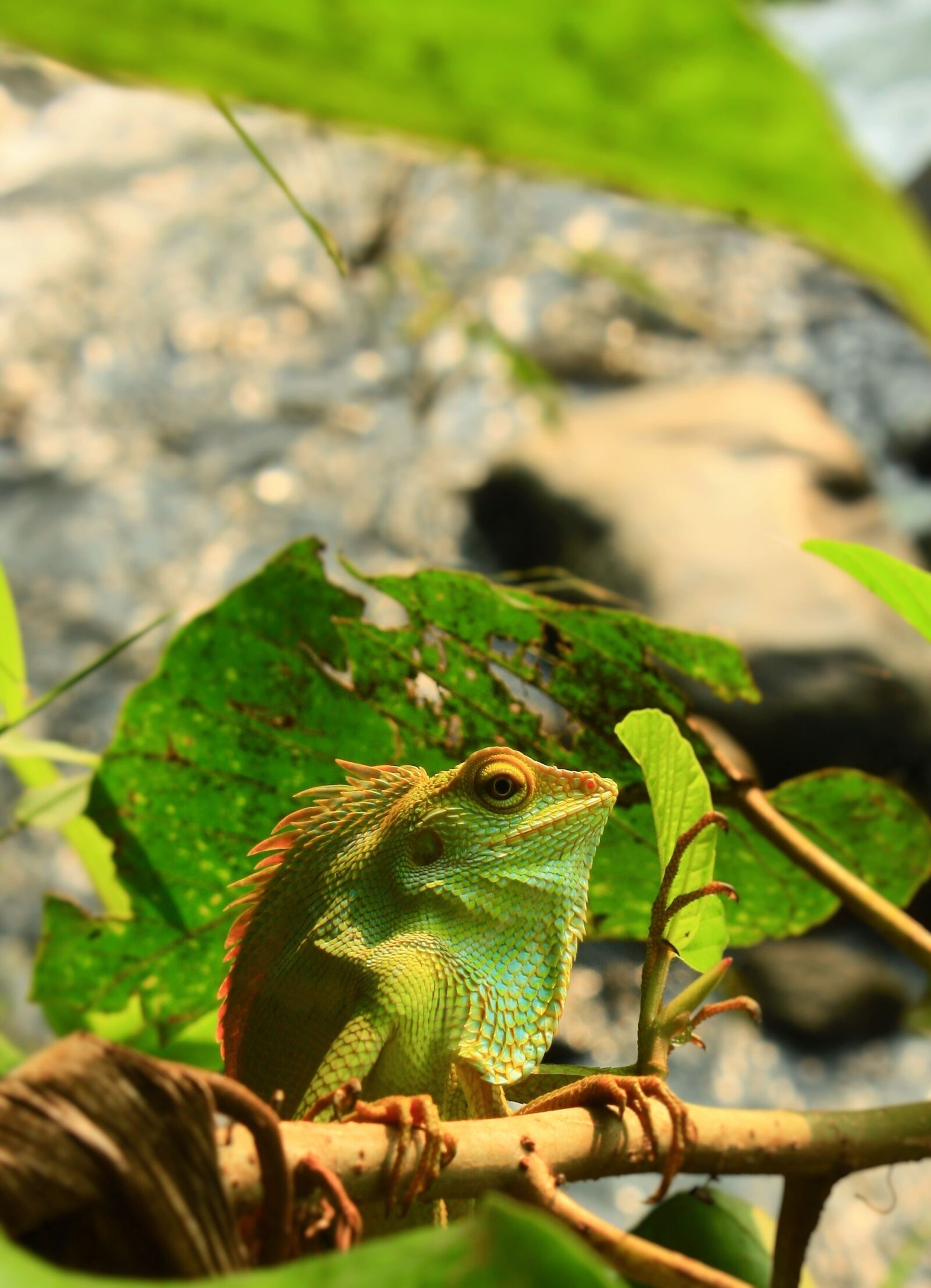 Canon EOS 450D (EOS Rebel XSi / EOS Kiss X2) sample photo. Lizard, animal, nature photography