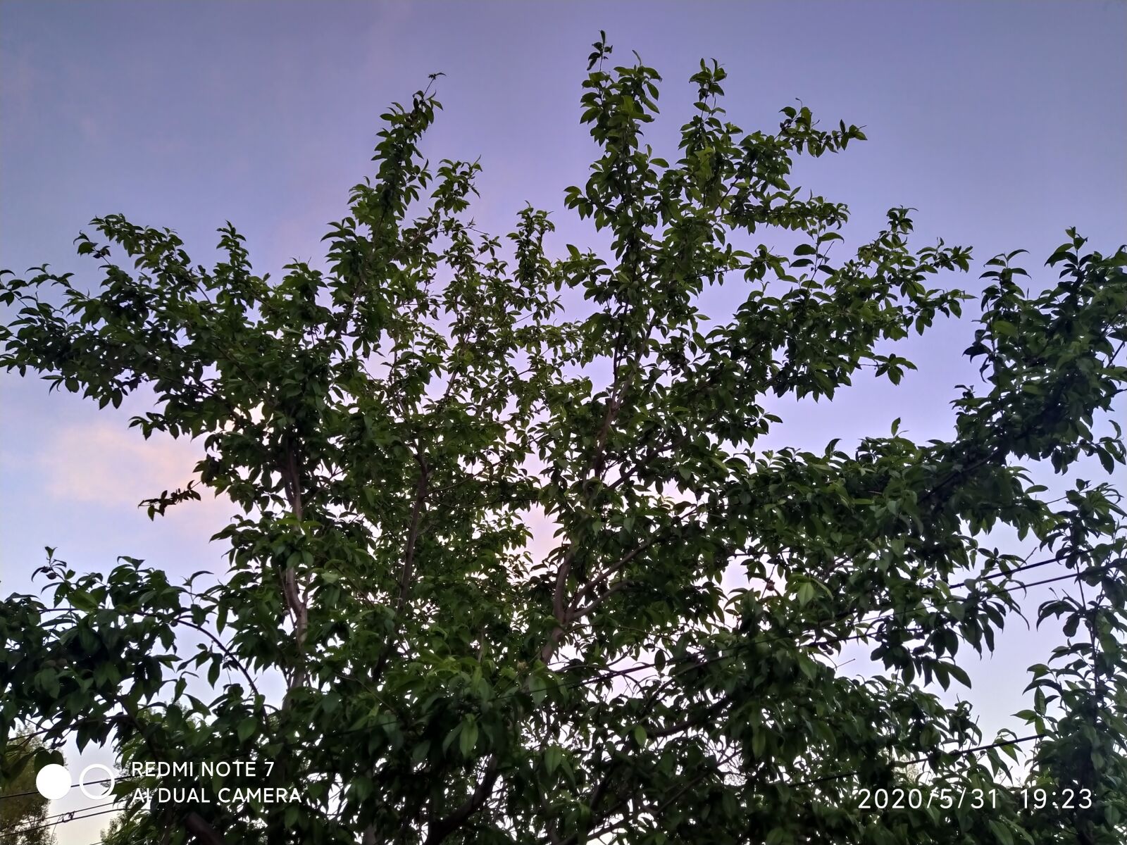 Xiaomi Redmi Note 7 sample photo. Peach tree, the scenery photography