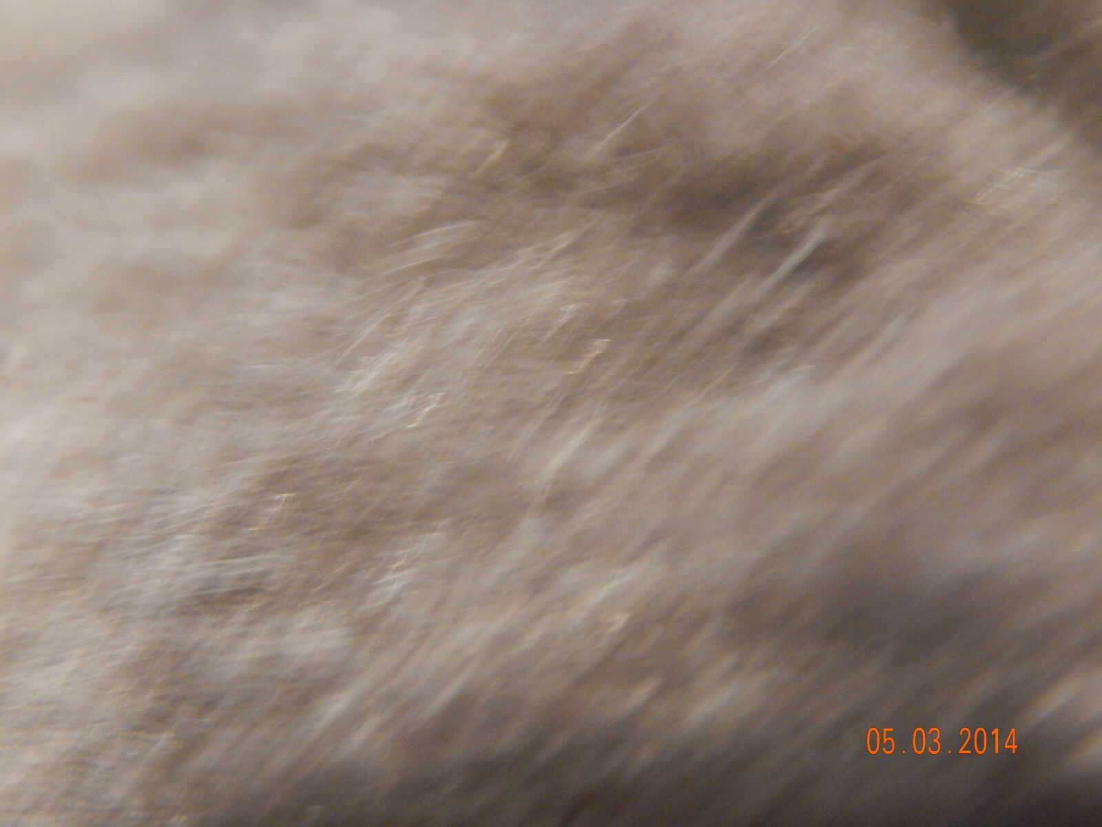 Nikon Coolpix L820 sample photo. Dog, fur, coat, fur photography
