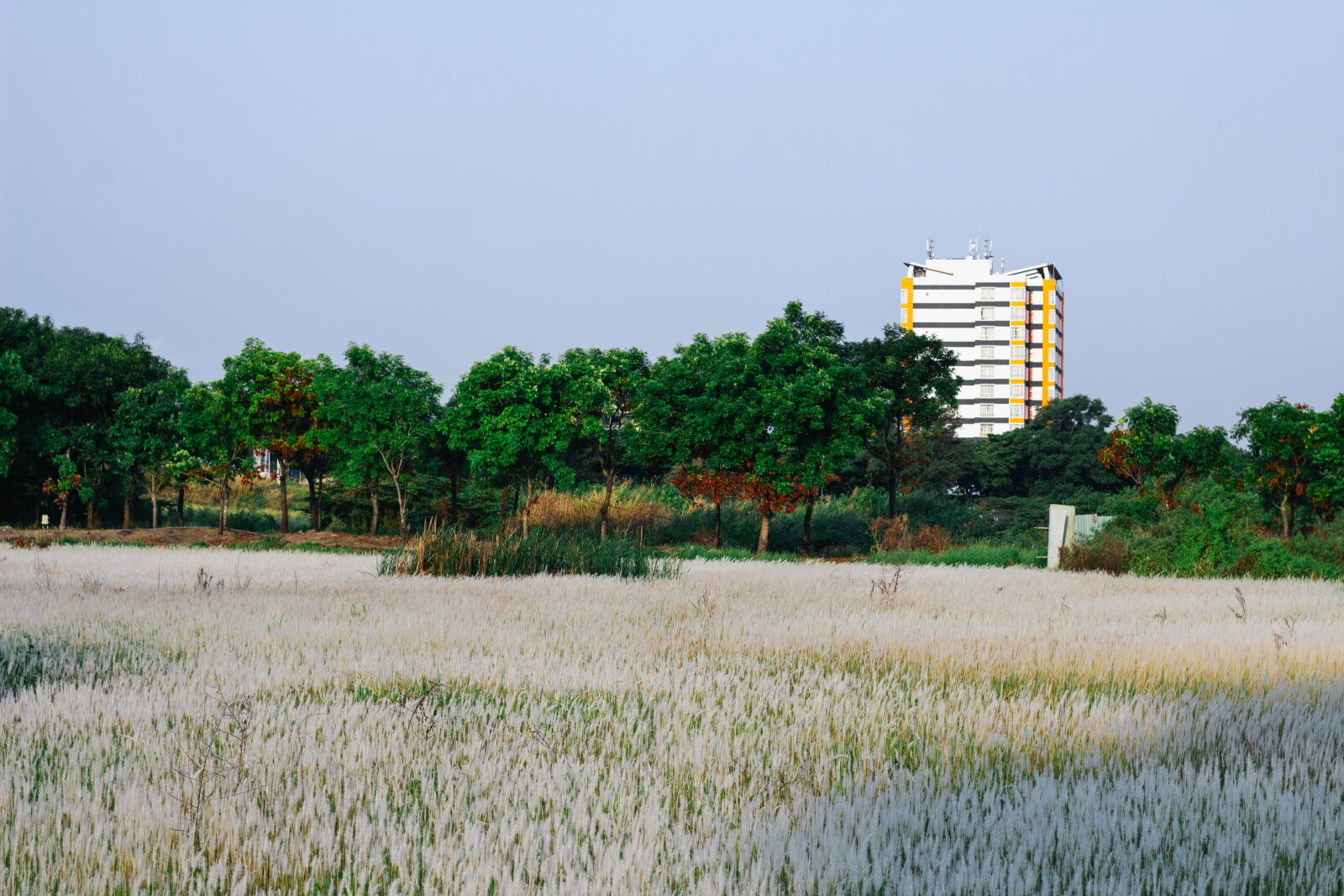Canon EOS 550D (EOS Rebel T2i / EOS Kiss X4) sample photo. Grassland at hcm city photography