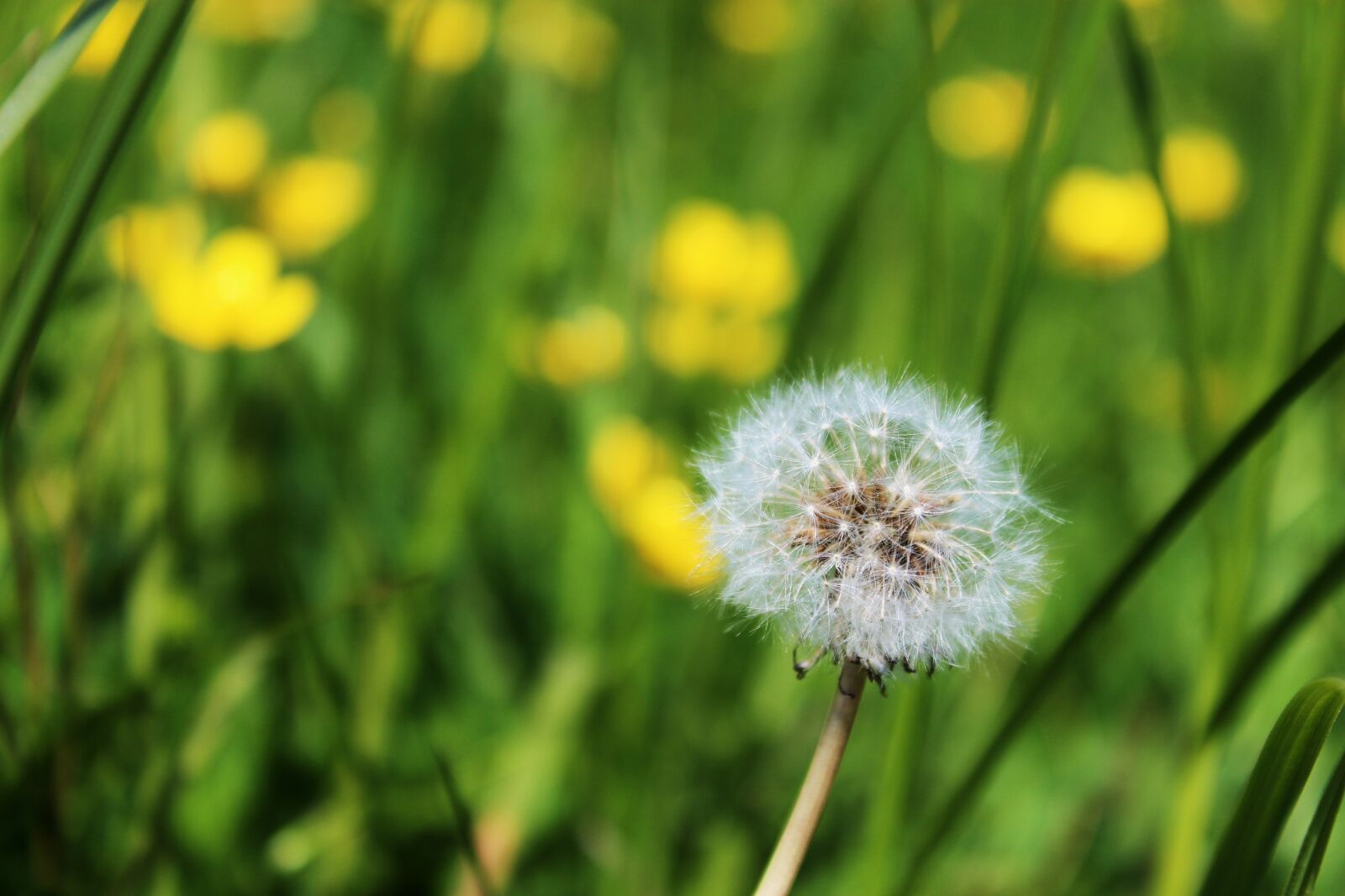 Canon EOS 1300D (EOS Rebel T6 / EOS Kiss X80) sample photo. Sonchus oleraceus, dandelion, your photography