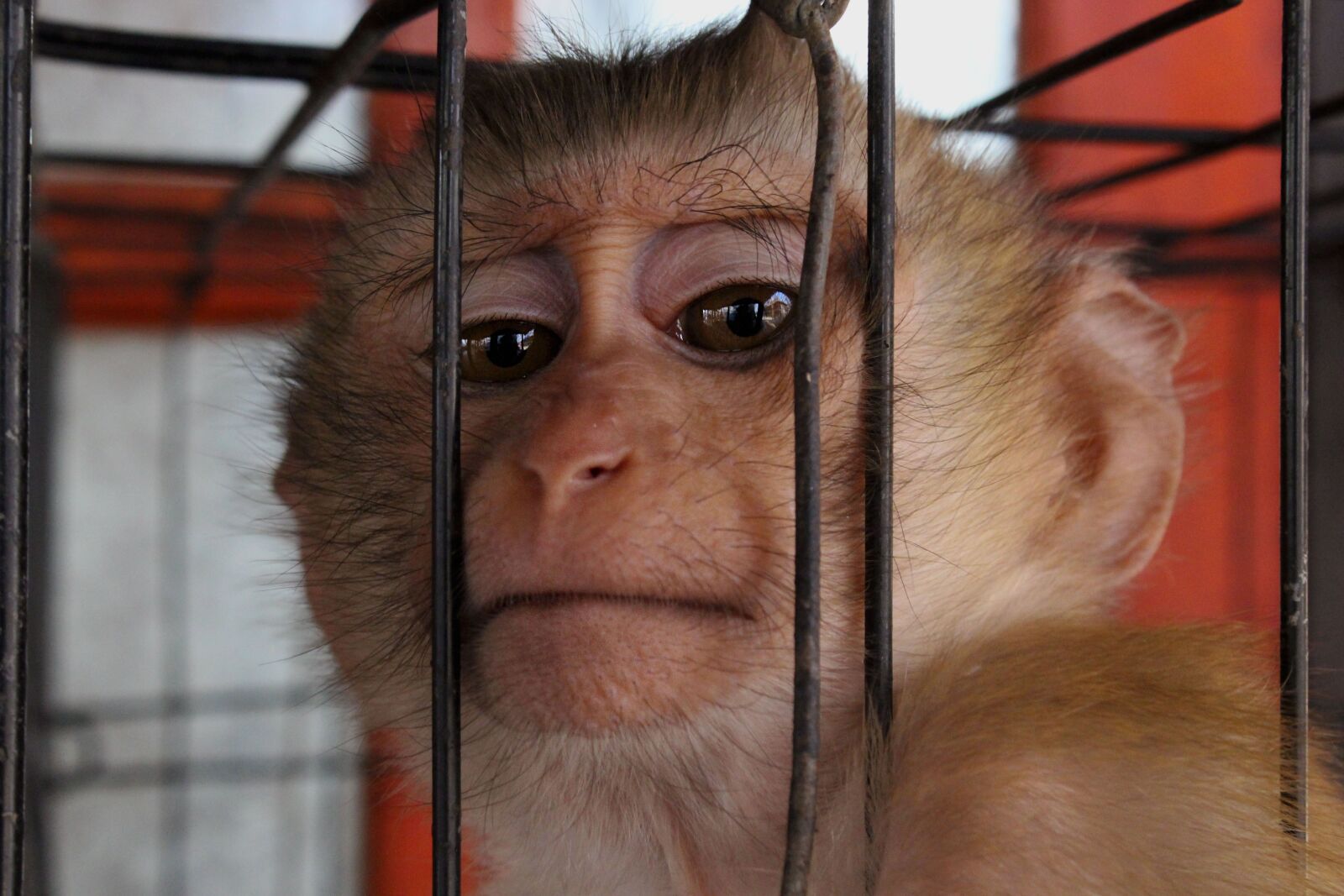 Canon EOS 700D (EOS Rebel T5i / EOS Kiss X7i) sample photo. Monkey, animal, zoo photography