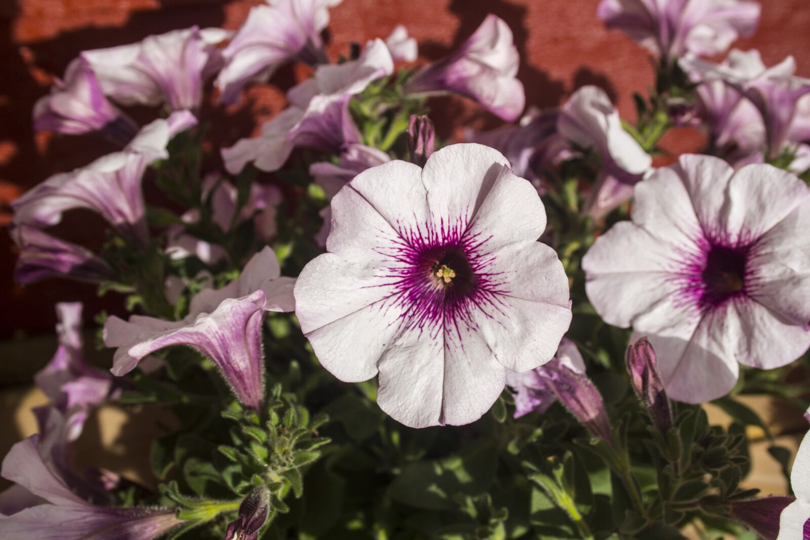 Canon EOS 700D (EOS Rebel T5i / EOS Kiss X7i) sample photo. Flower, garden, flora photography