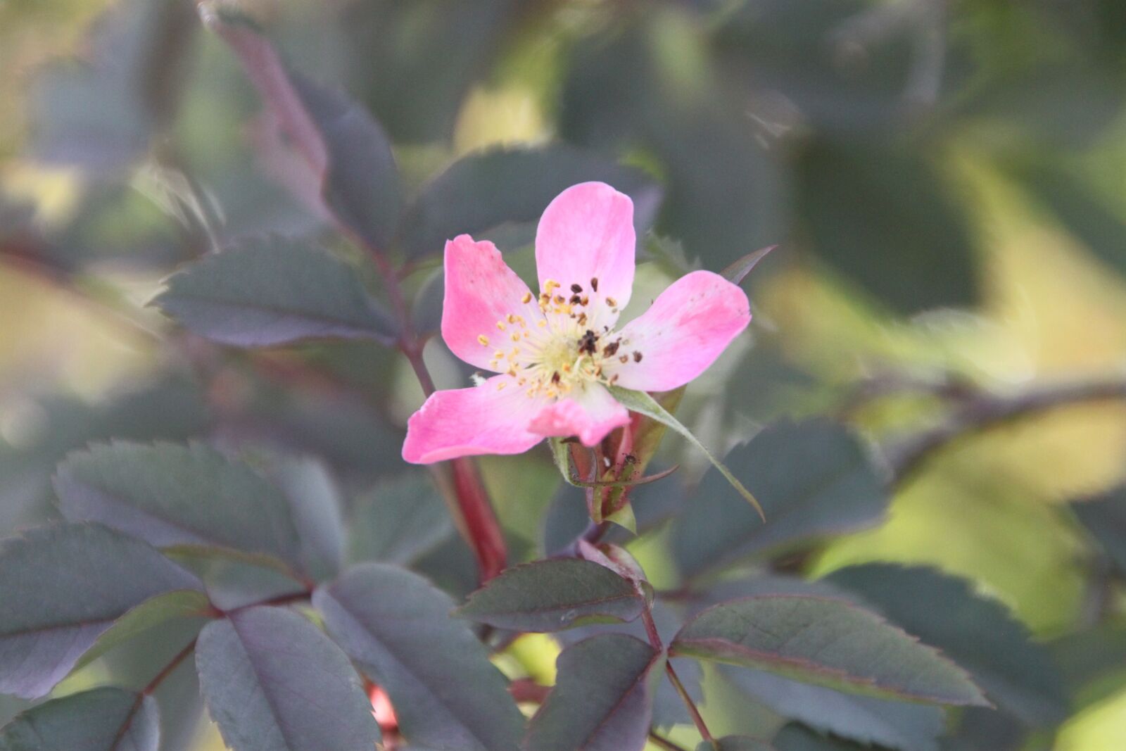 Canon EOS 500D (EOS Rebel T1i / EOS Kiss X3) sample photo. Blossom, bloom, garden photography