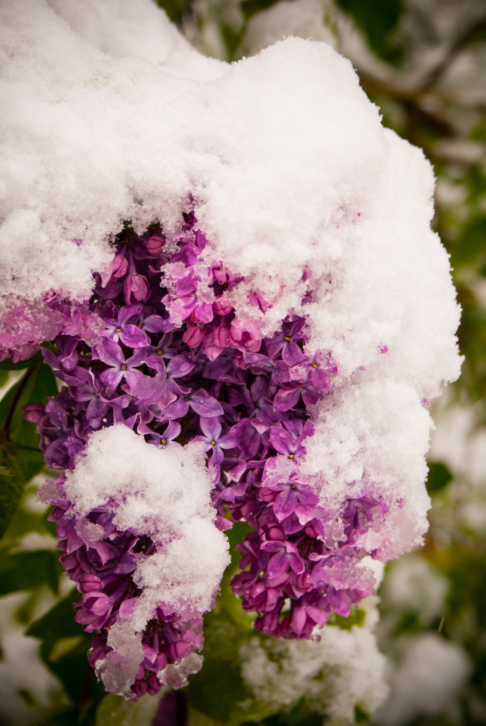 Sony Alpha DSLR-A100 sample photo. Lilac, spring, winter photography