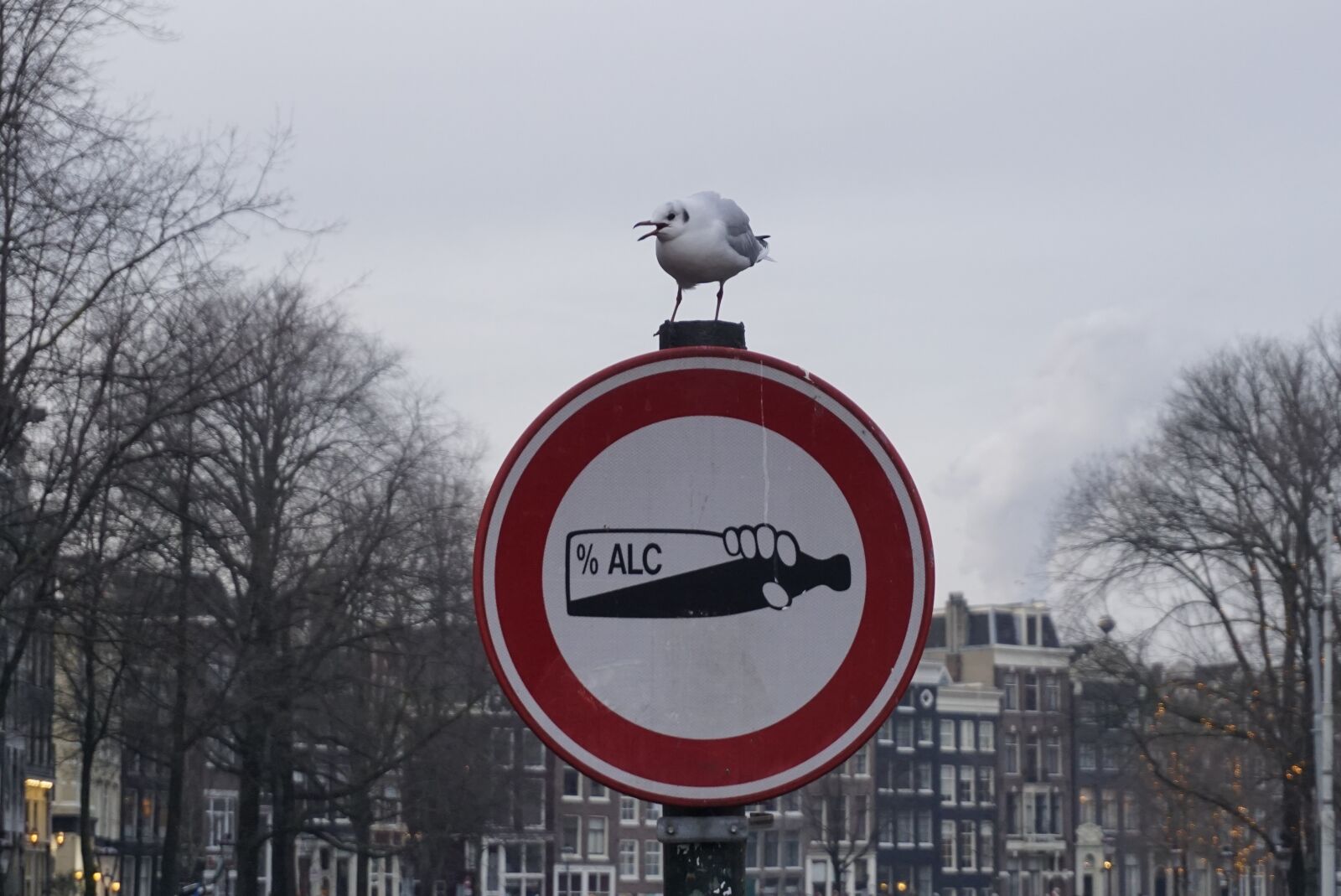 Sony a6000 sample photo. Seagull, sign, bird photography