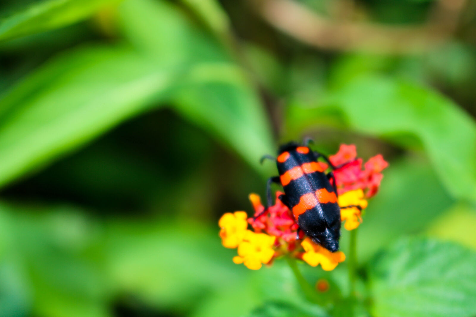 Canon EOS 750D (EOS Rebel T6i / EOS Kiss X8i) sample photo. Nature, srilanka, travel, macros photography