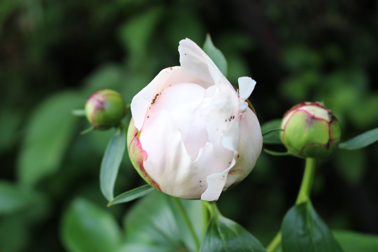 Canon EOS 100D (EOS Rebel SL1 / EOS Kiss X7) sample photo. Blossom, bloom, peony photography