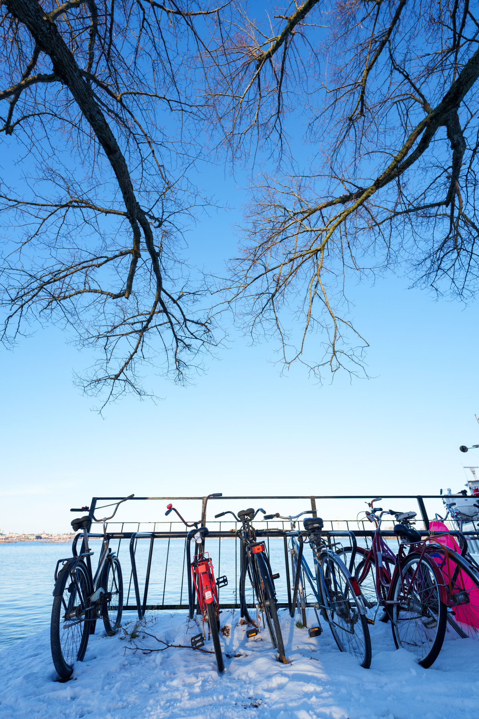 Sigma 14mm F1.4 DG DN sample photo. Bicycle parking tree photography