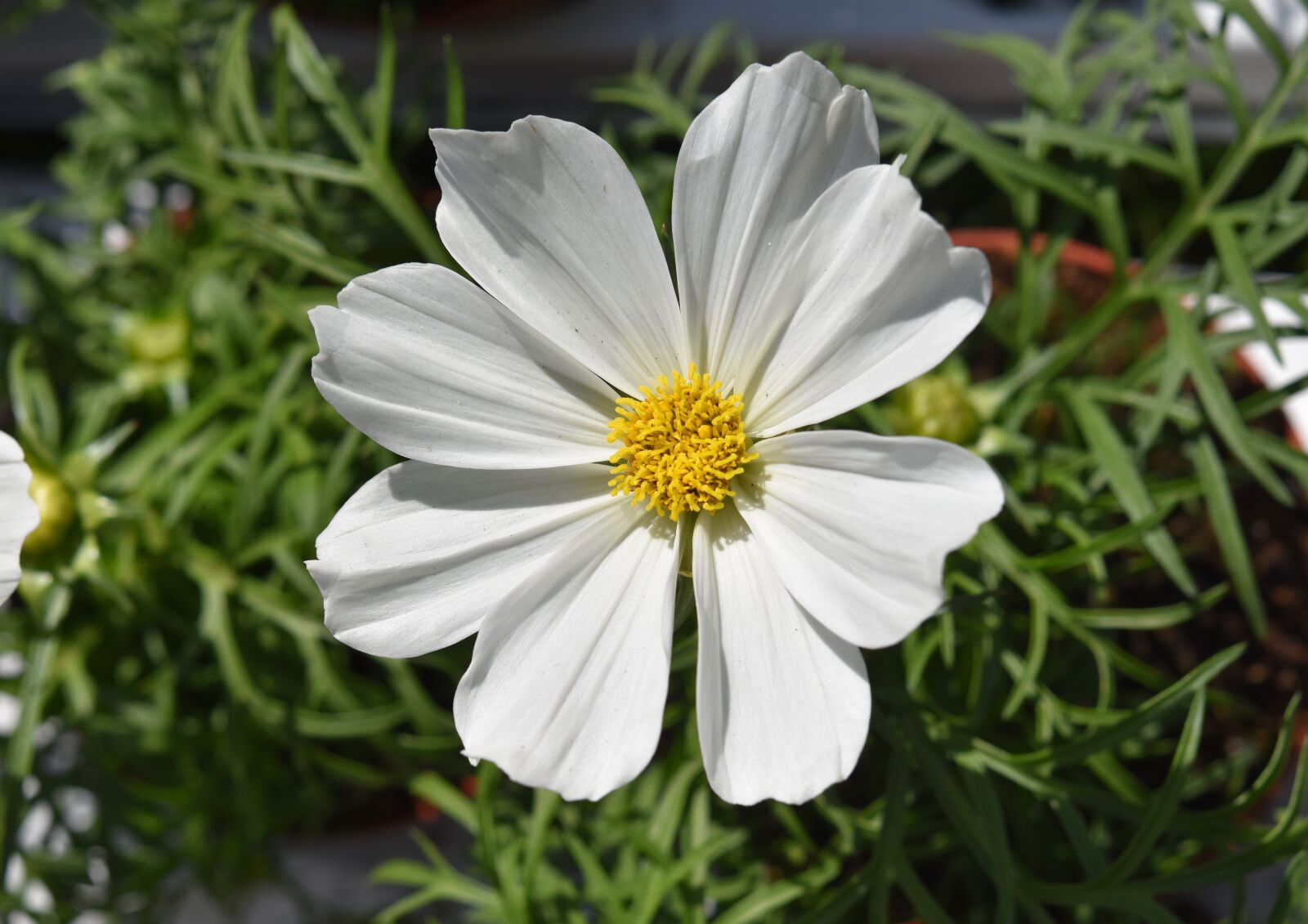 Nikon D5600 sample photo. Flower, flower petals white photography