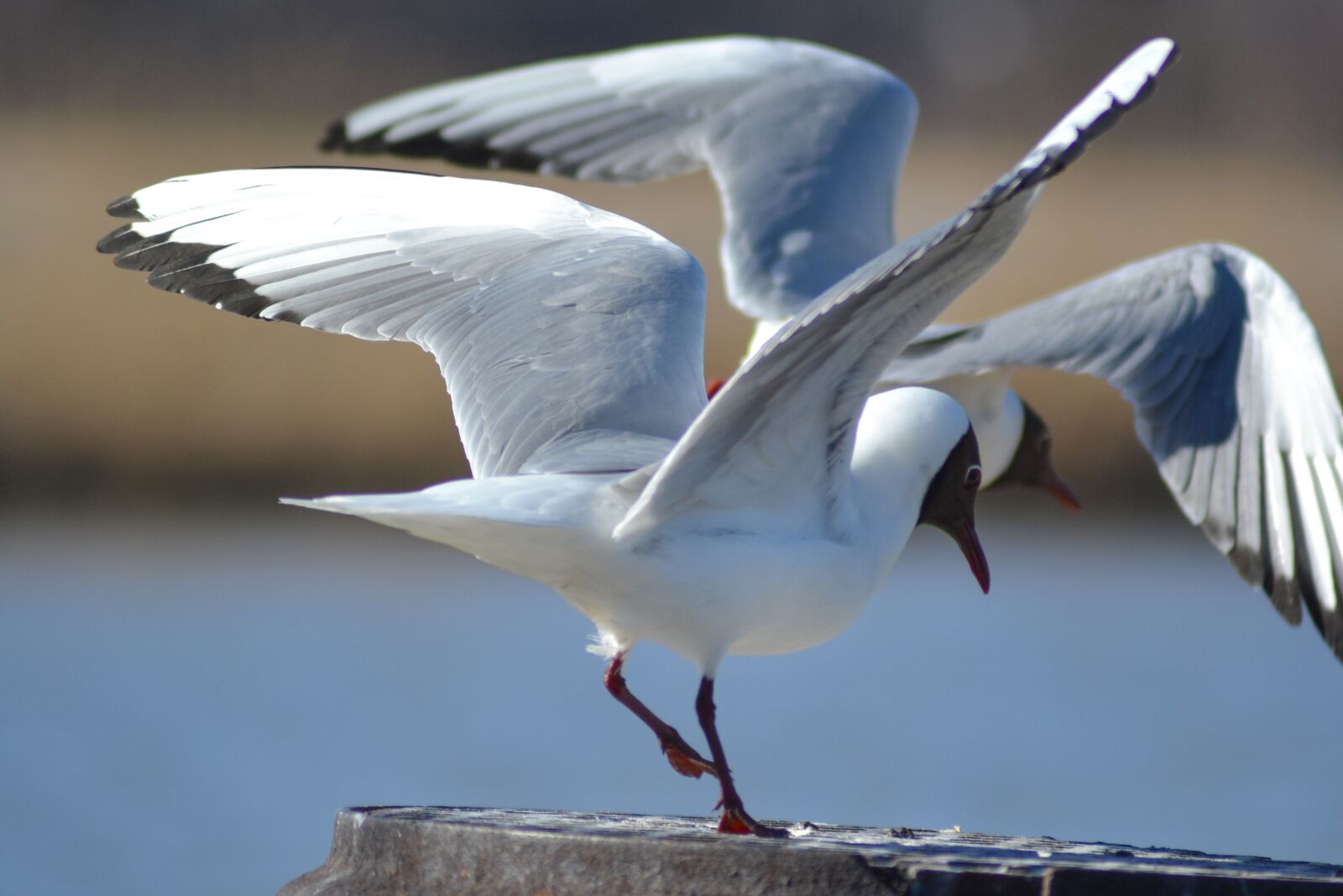 Nikon D3100 sample photo. Black-headed gulls, gulls, birds photography