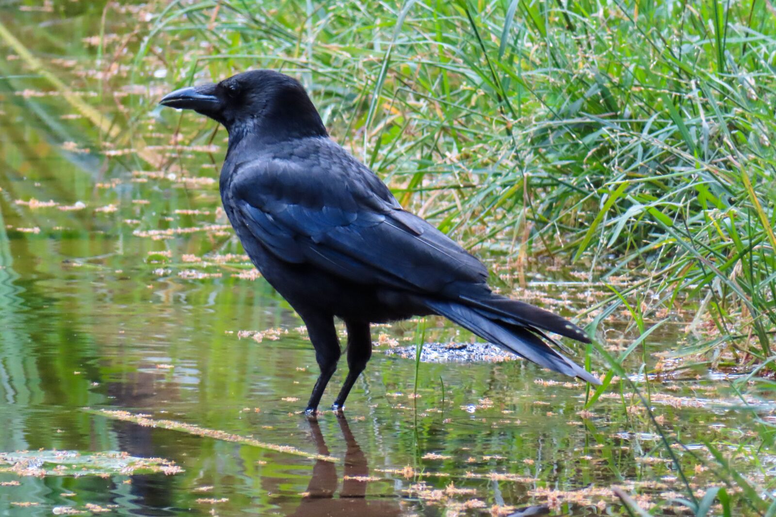 Canon PowerShot SX740 HS sample photo. Animal world, bird, raven photography