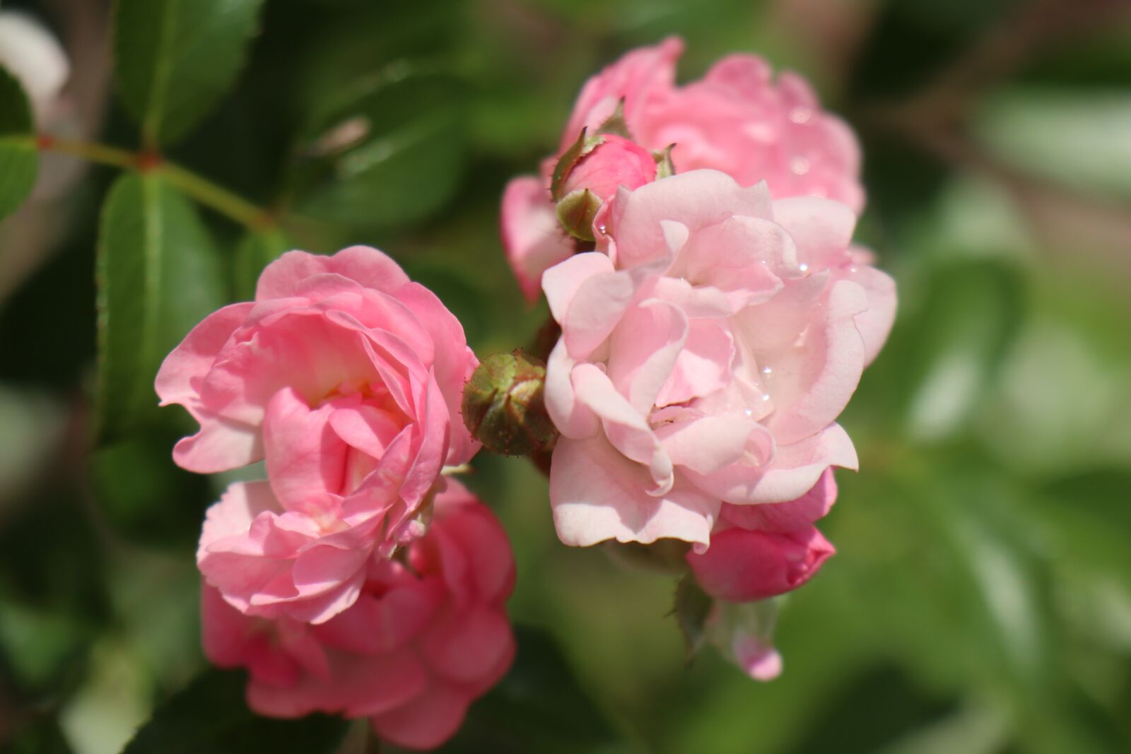 Canon EOS M6 sample photo. Summer, garden, flowering photography