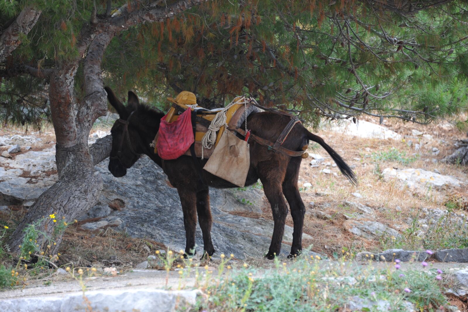 Nikon D700 sample photo. Nature, mammal, outdoor photography