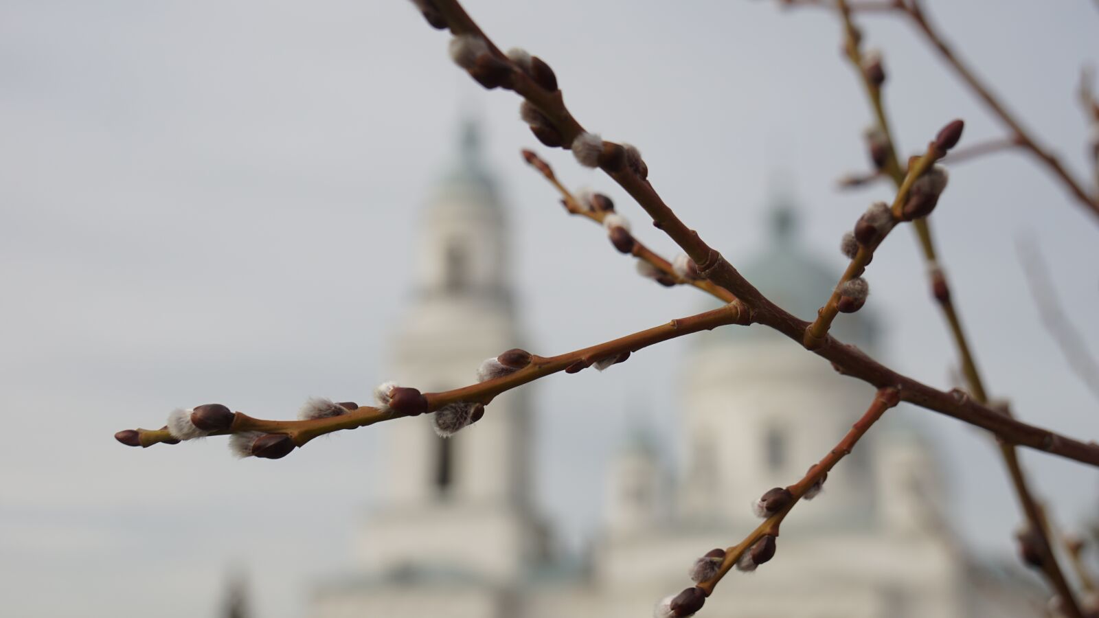 Sony a6000 + Sony Vario-Tessar T* E 16-70mm F4 ZA OSS sample photo. Branch, sky, church photography