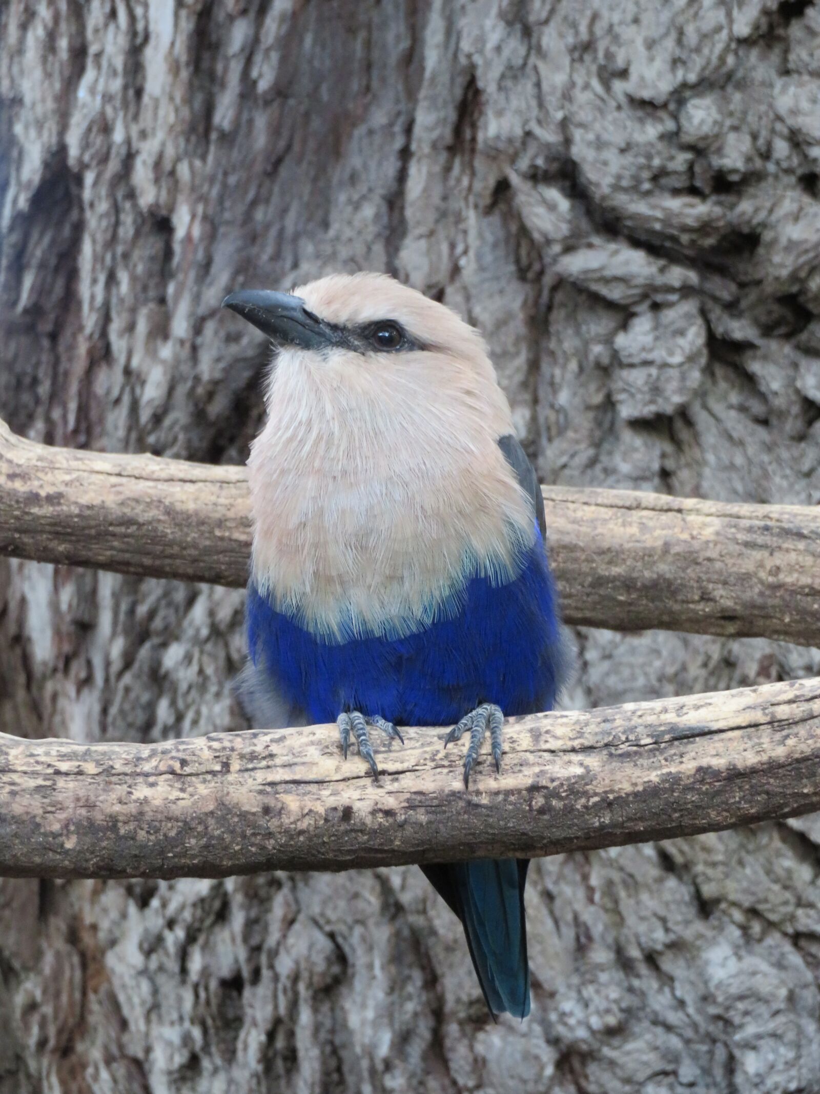Canon PowerShot SX720 HS sample photo. Blue, roller, bird photography