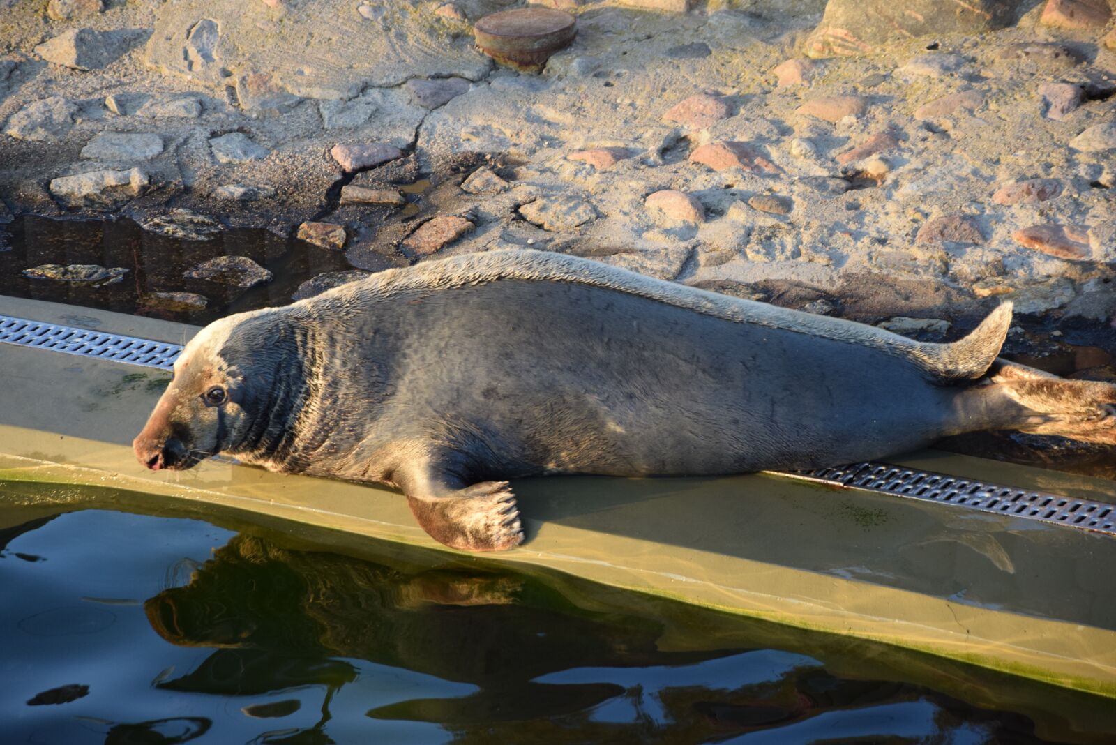 Nikon D3300 sample photo. Sea ​​lion, animal, mammal photography