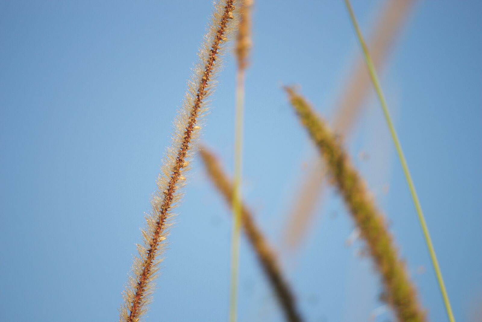 Canon EOS 700D (EOS Rebel T5i / EOS Kiss X7i) sample photo