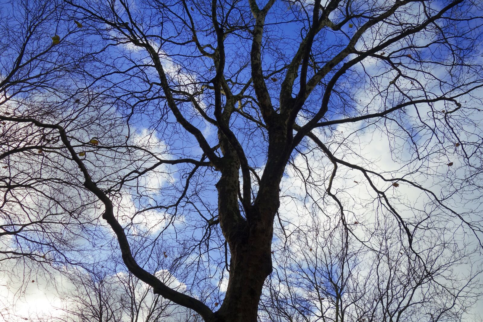 Sony Cyber-shot DSC-RX100 sample photo. Tree top, tree, branch photography