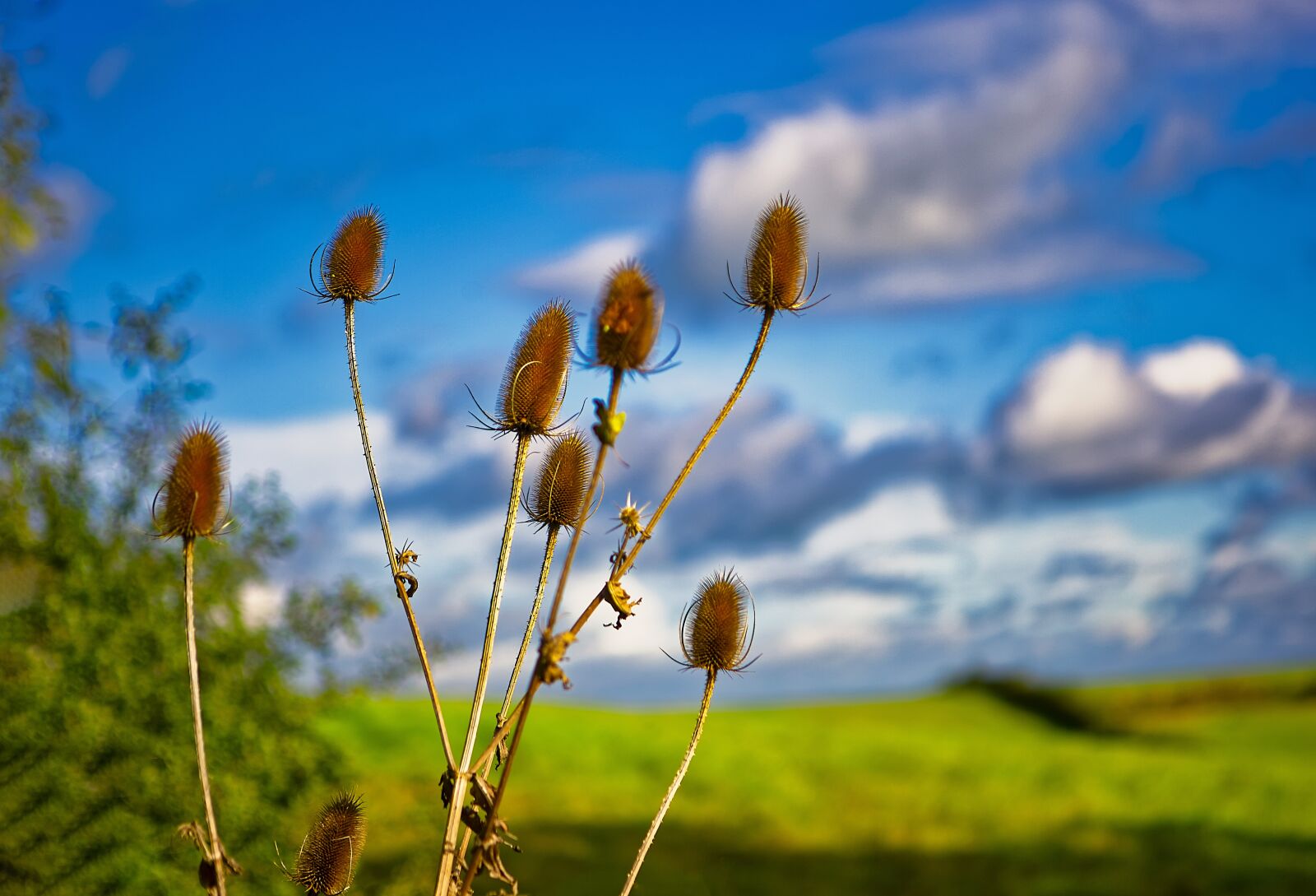 Canon EOS 5D Mark III sample photo. Thistle, countryside, autumn photography