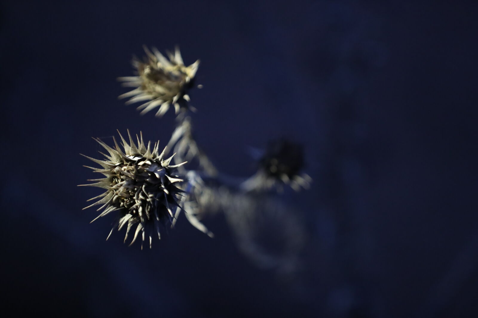 Canon EOS-1D X Mark II sample photo