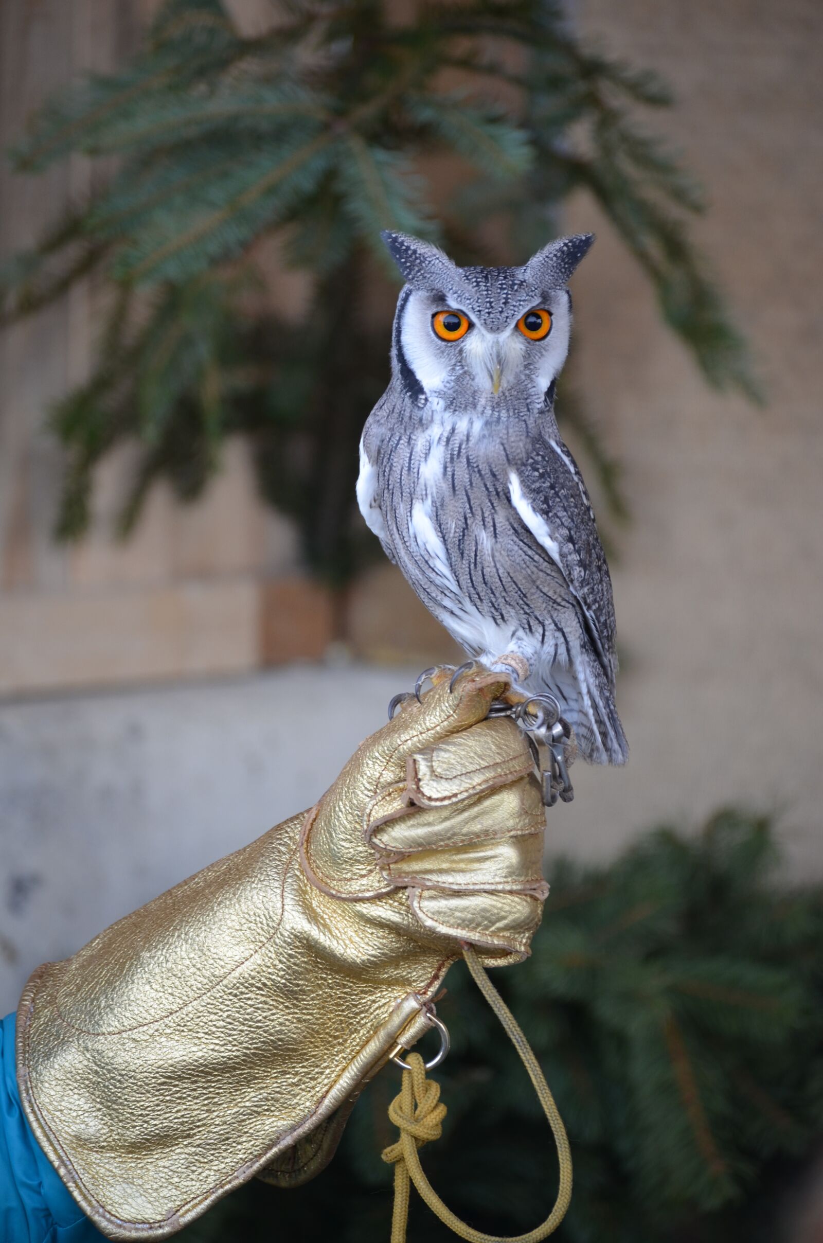 Nikon D5100 sample photo. Eagle owl, raptor, feather photography