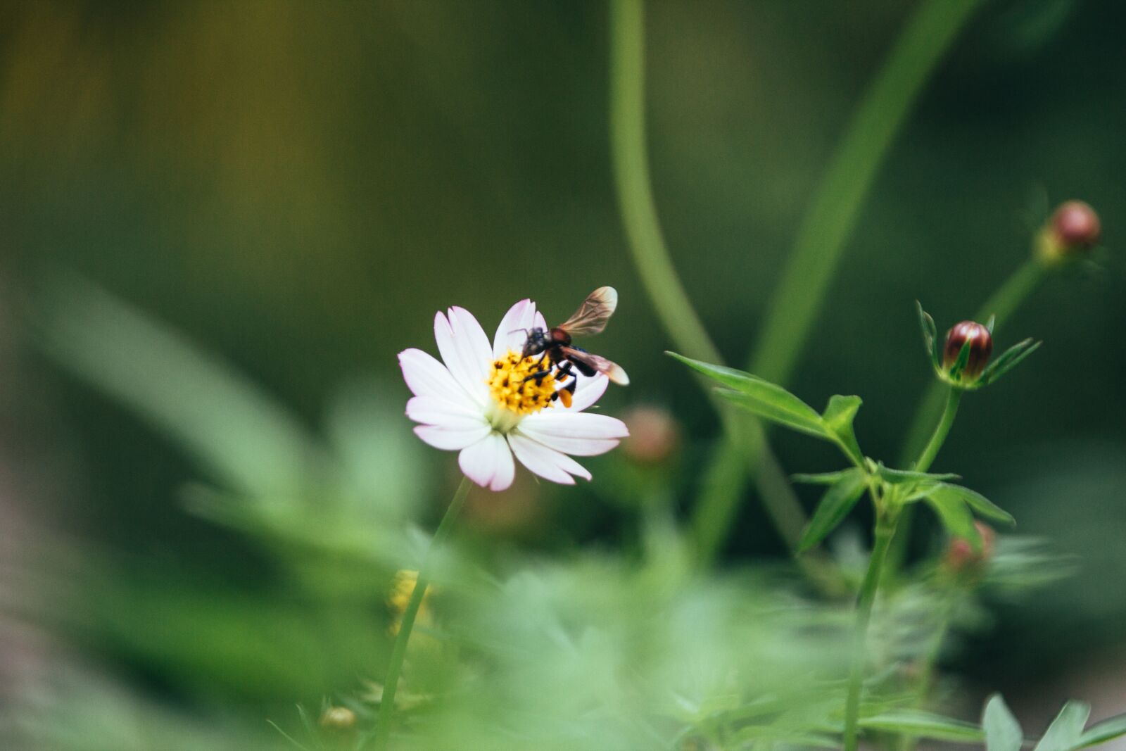 Canon EOS 600D (Rebel EOS T3i / EOS Kiss X5) sample photo. Feed, flower, bee photography