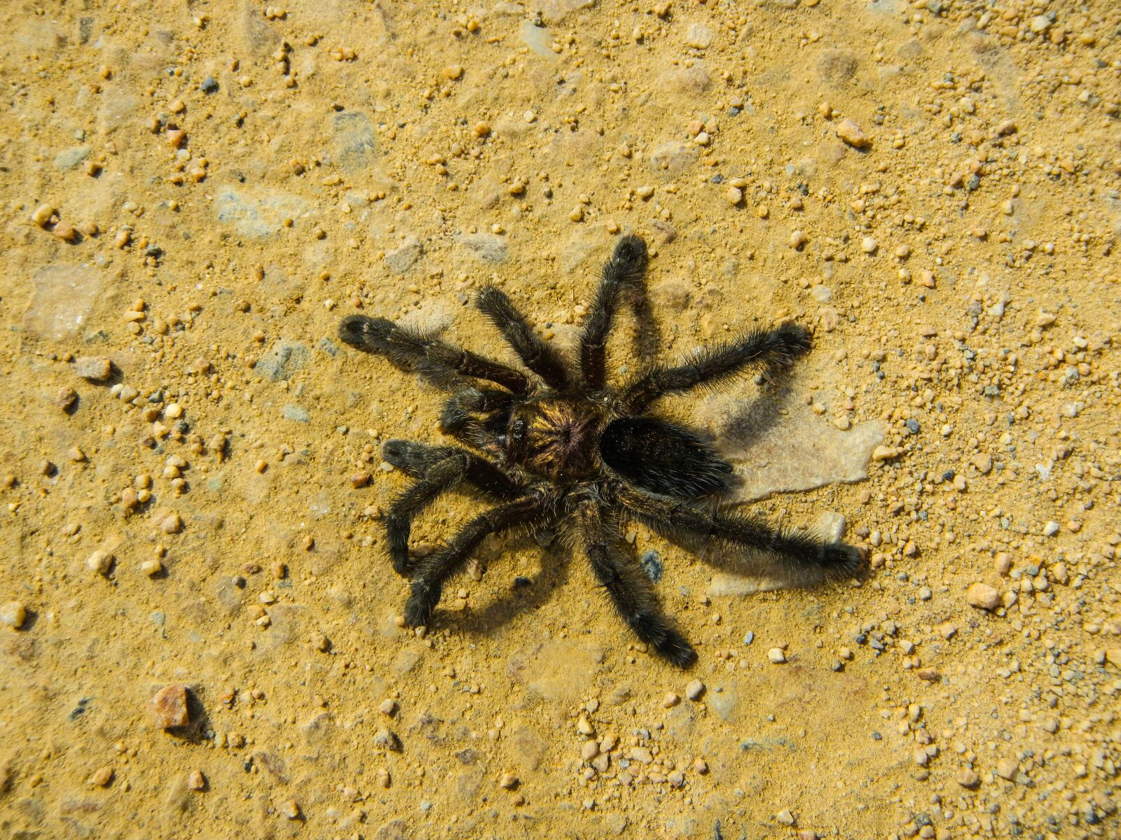Nikon Coolpix AW100 sample photo. Spider, tarantula, arachnophobia photography
