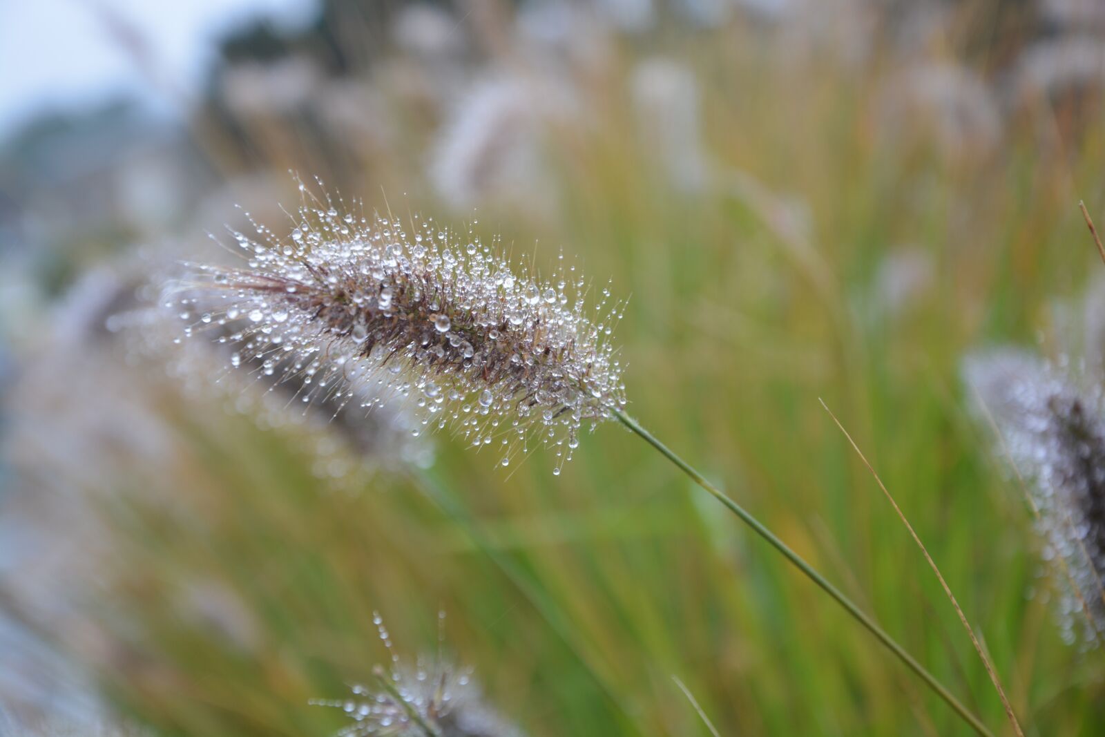 Nikon D5200 sample photo. Plant, au gratin, nature photography