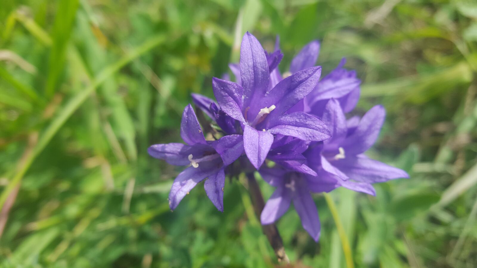 Samsung Galaxy S6 sample photo. Flower, flowers, nature photography